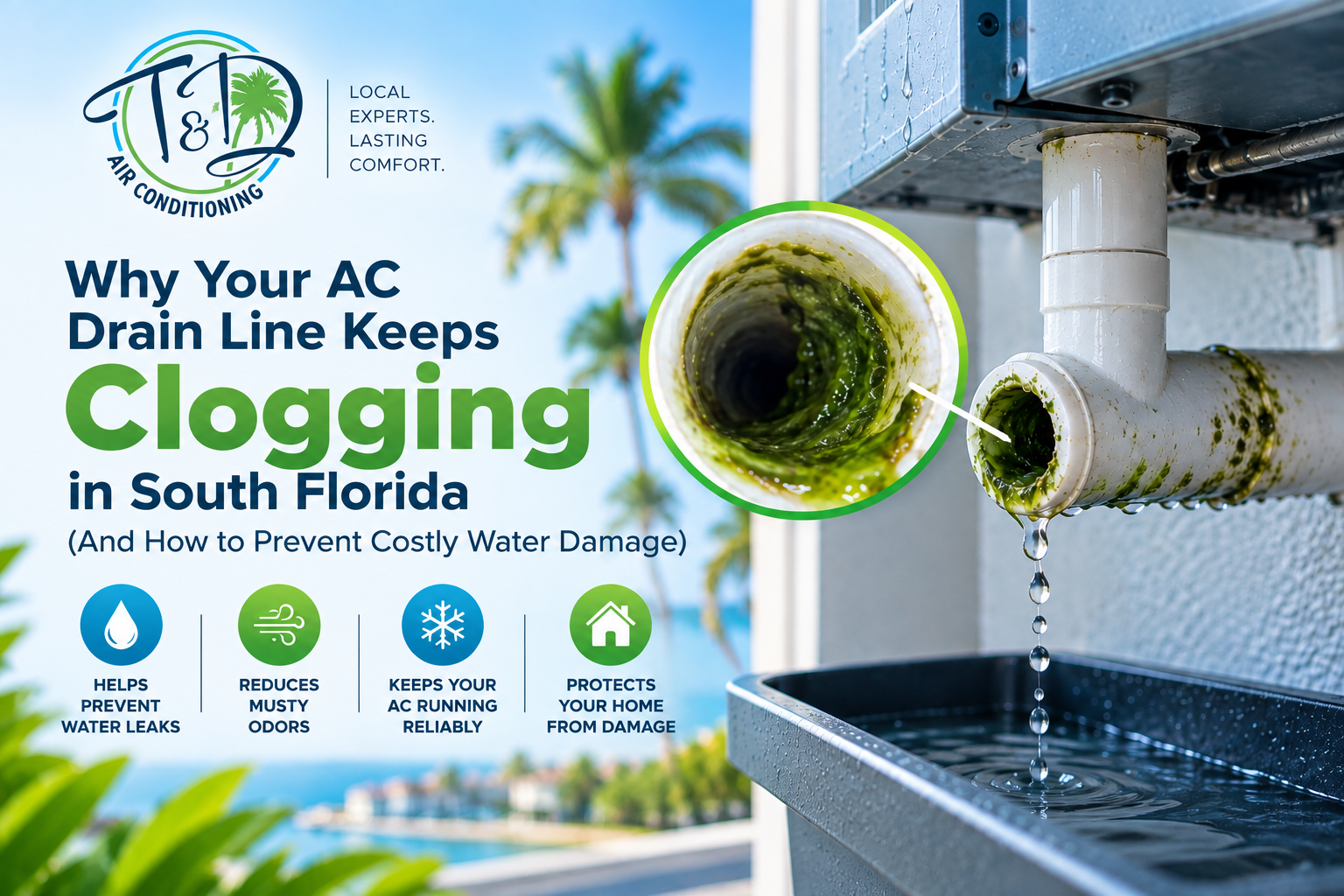 AC drain line clogged with algae buildup in a South Florida home, causing water dripping and risk of indoor water damage from high humidity conditions.