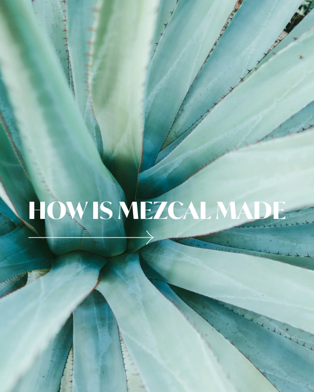 🫀Making mezcal isn&rsquo;t just a process, it&rsquo;s a ritual.

One rooted in time, tradition, and terroir.
Every bottle of Mocel carries the story of agaves and a 400-year-old tradition. 

Do you know how mezcal is made? Tag someone you would like