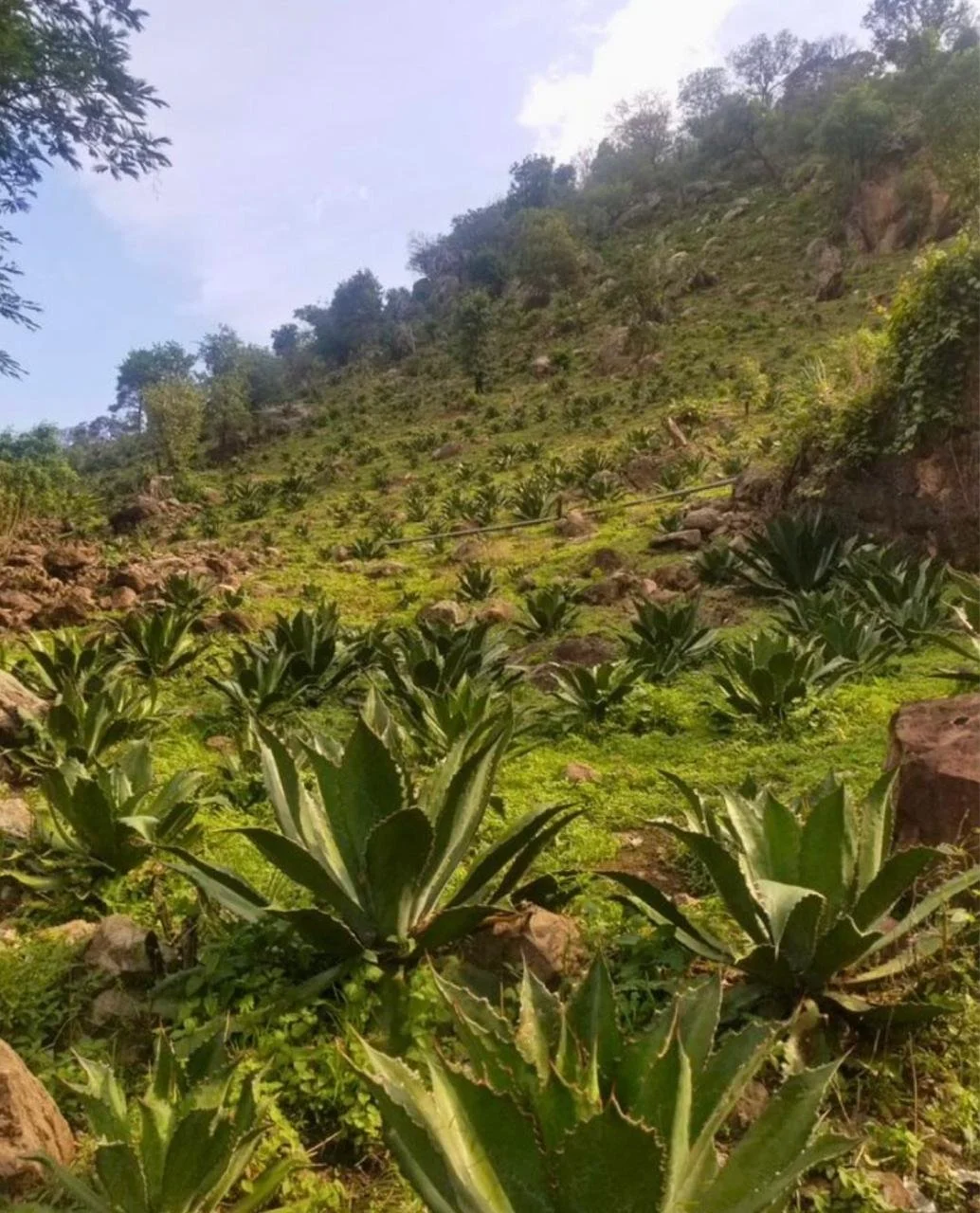 WhatsApp Image 2026-04-10 at 3.54.33 PM (5).jpeg