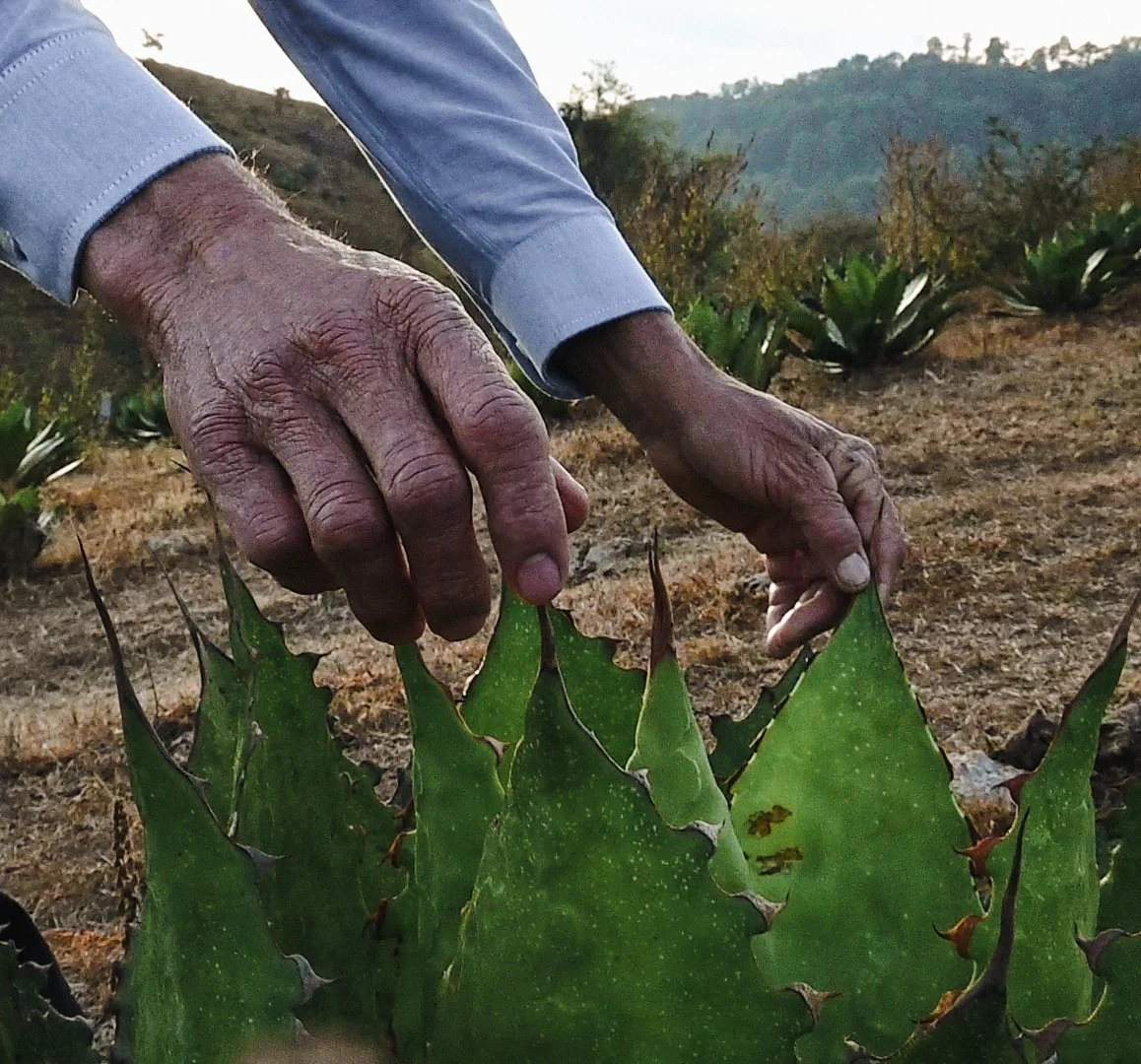 Why Traditional Mezcal Is Small Batch?