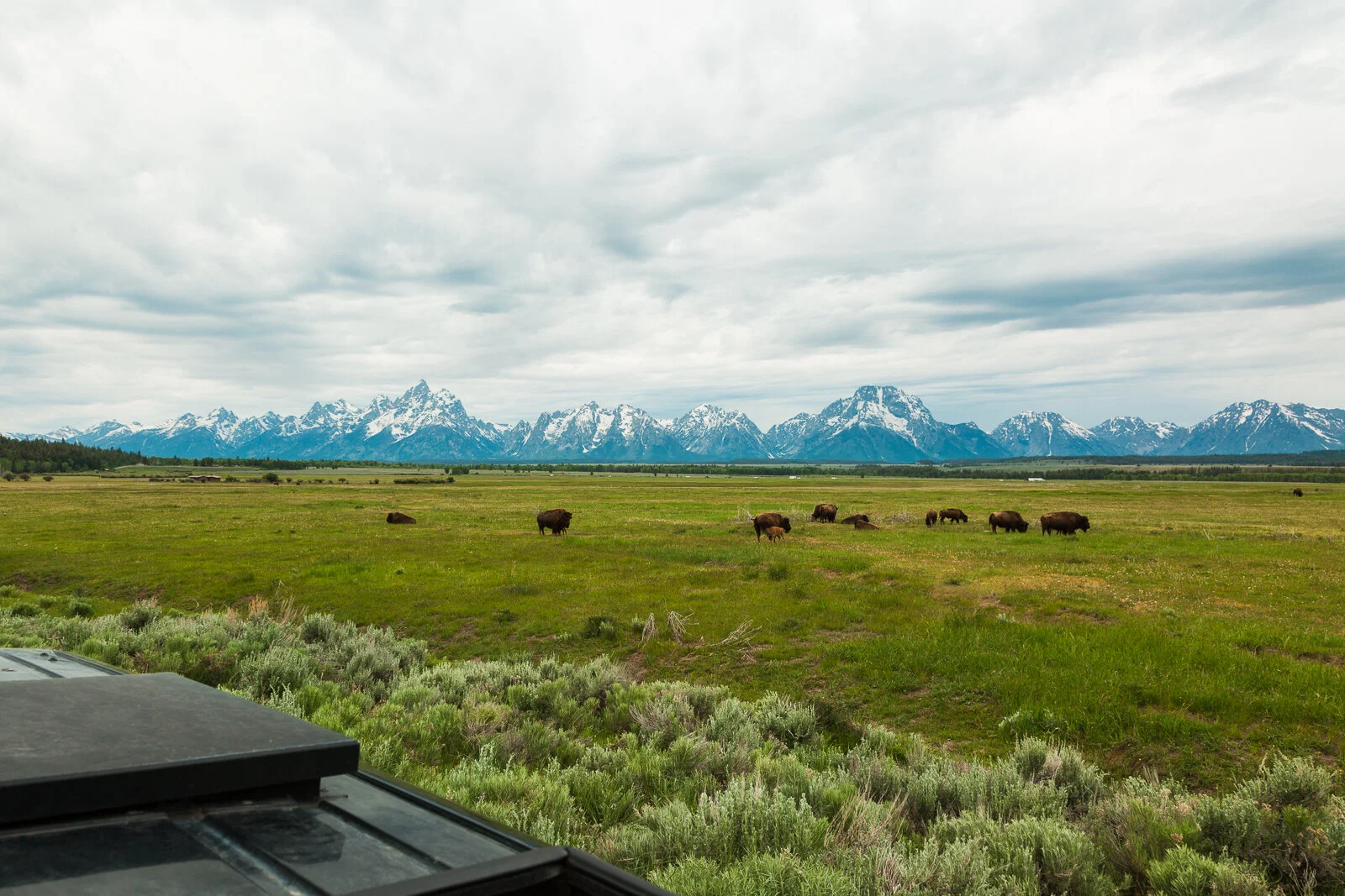 Adventure-Wyoming-Mountains-Buffalo-Web.jpg