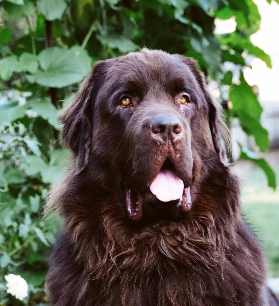 hund.jpg