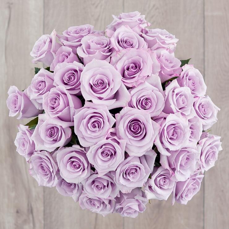 Lavendar Roses Image.jpeg