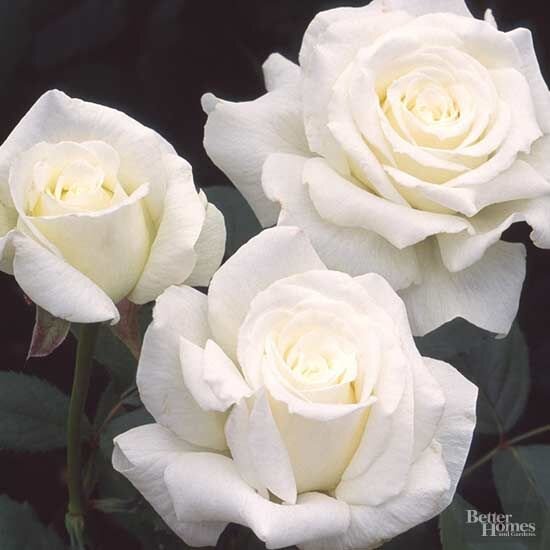 White Roses Image.jpeg