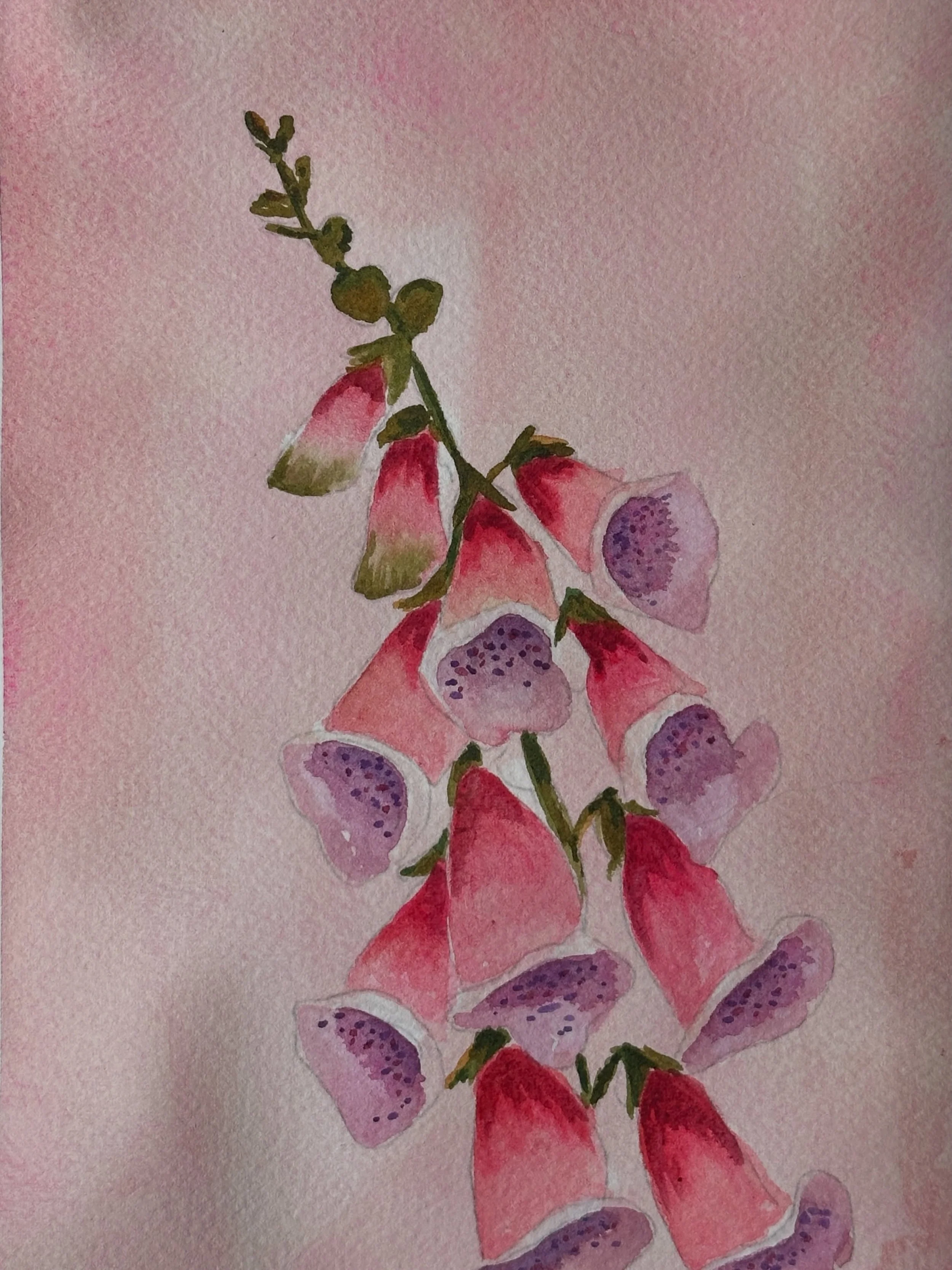 I painted the foxglove tutorial from @letsgomakeart in my watercolor journal. 

#letsmakeart #letsmakeartwatercolor #watercolor #watercolorpainting