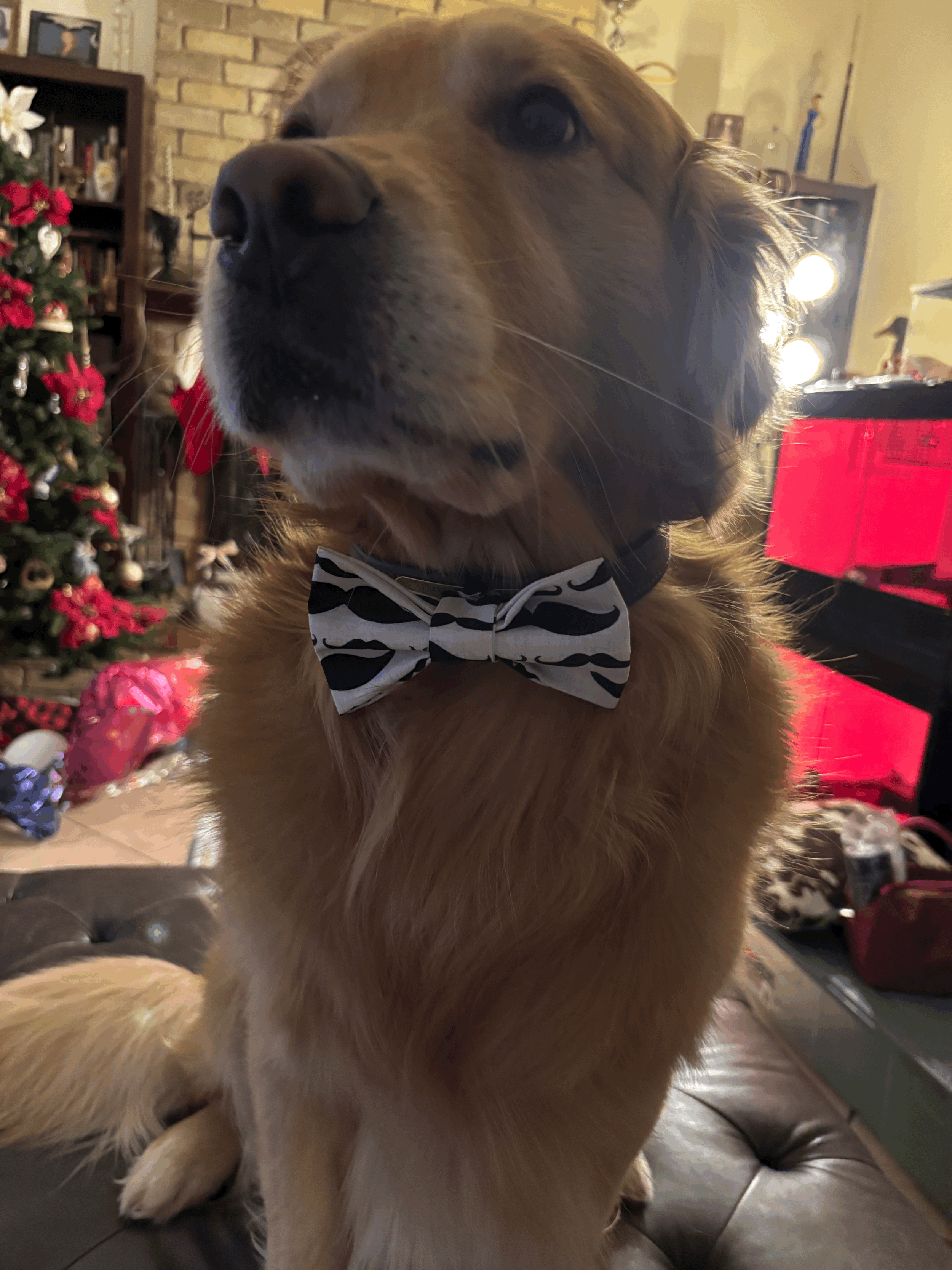 The Mustache Paw Tie
