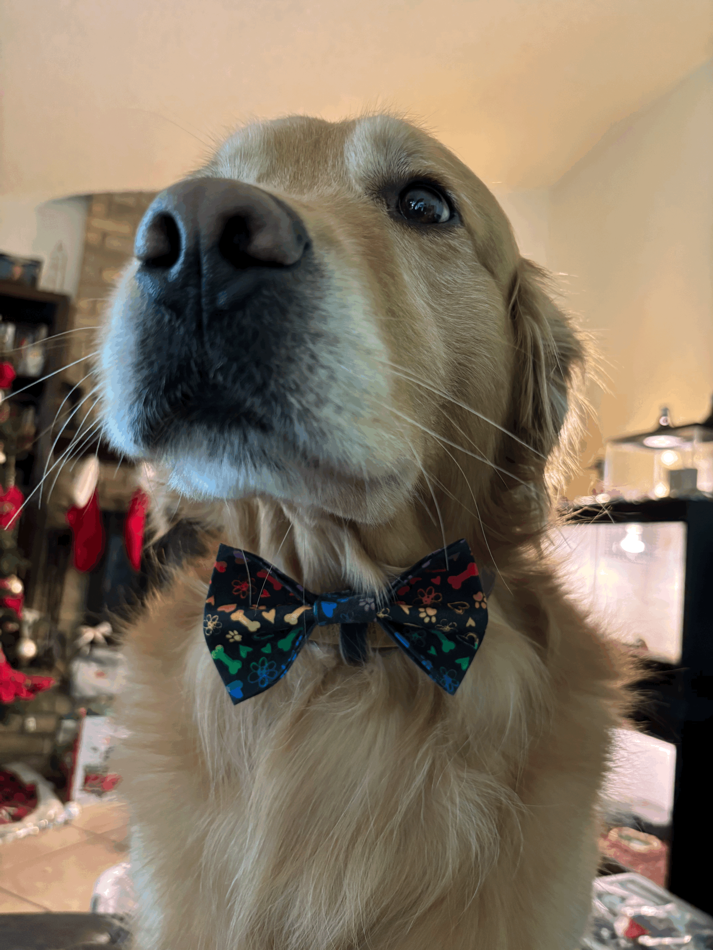 The Prisma Bones Paw Tie