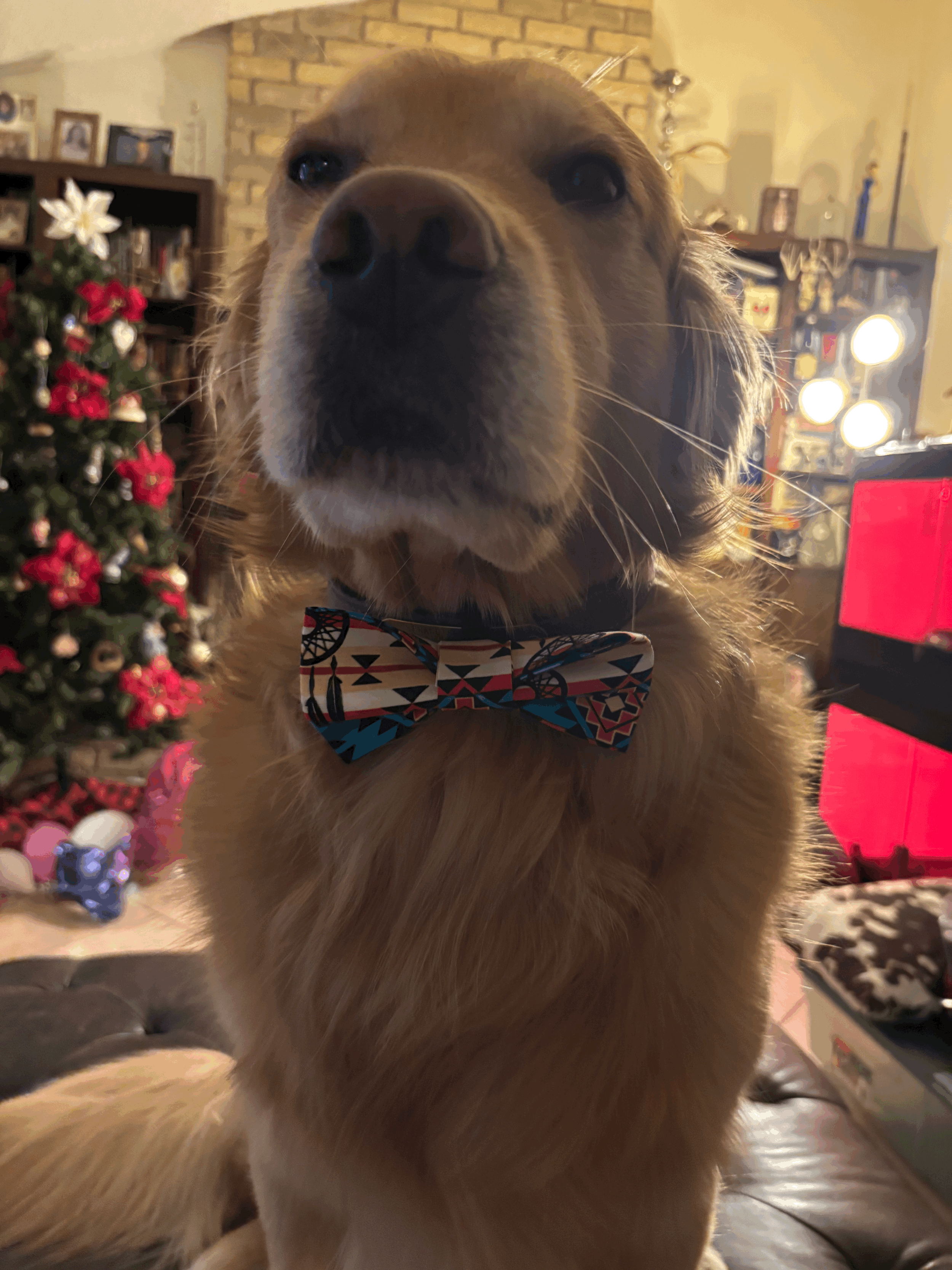 The Dream Catcher Paw Tie
