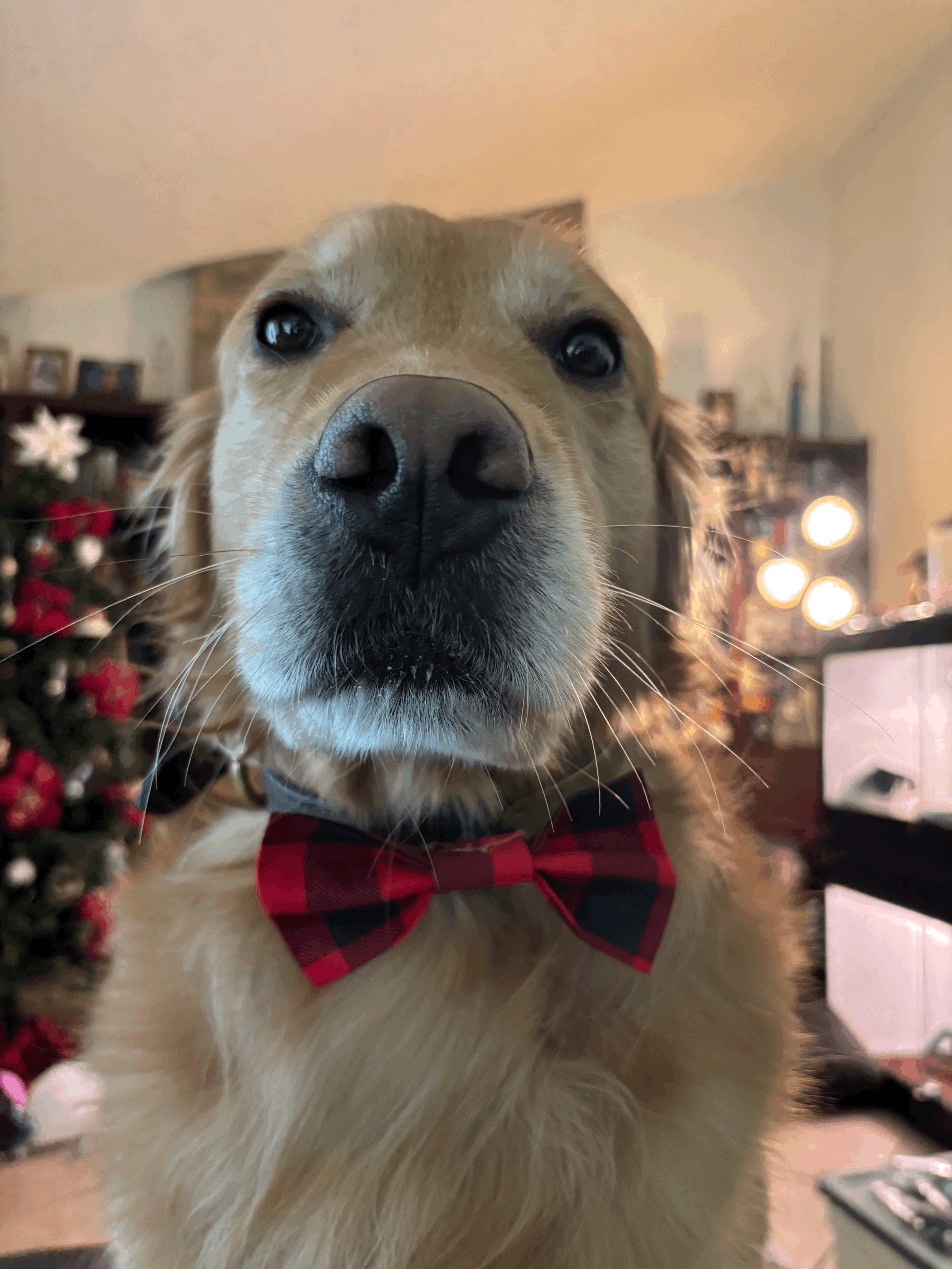 The Checks Paw Tie