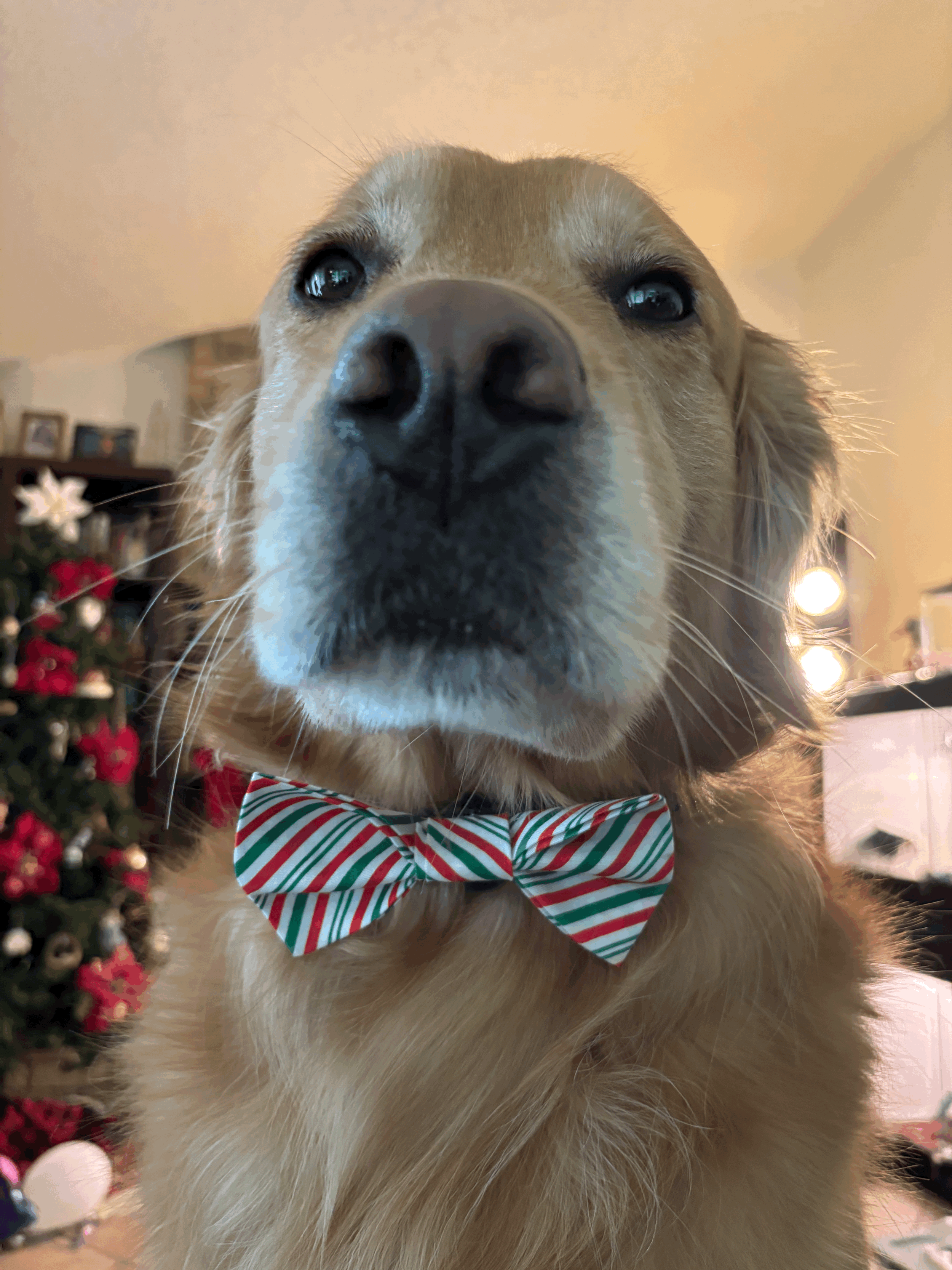 The Candy Paw Tie