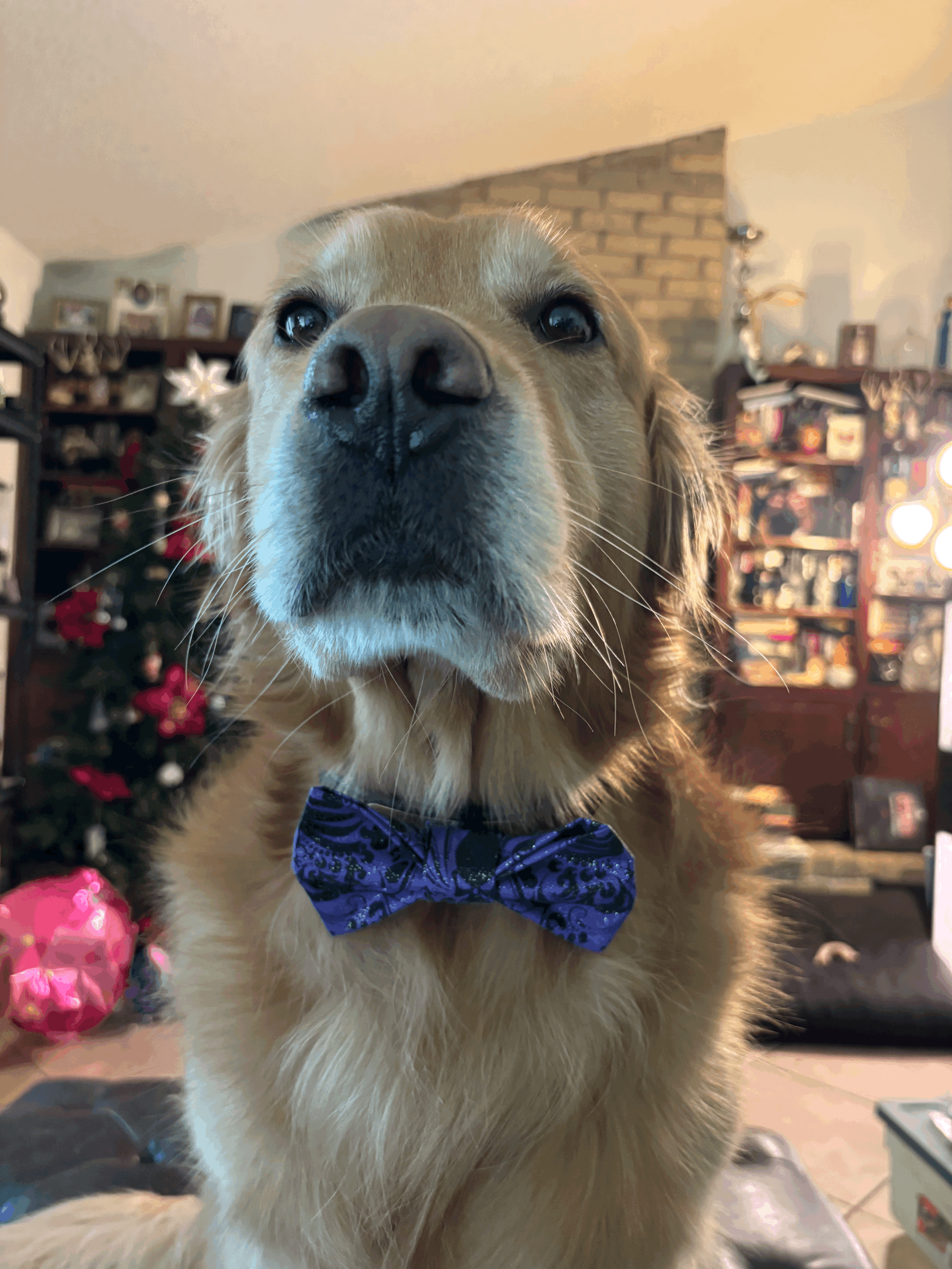 The Purple Paw Tie