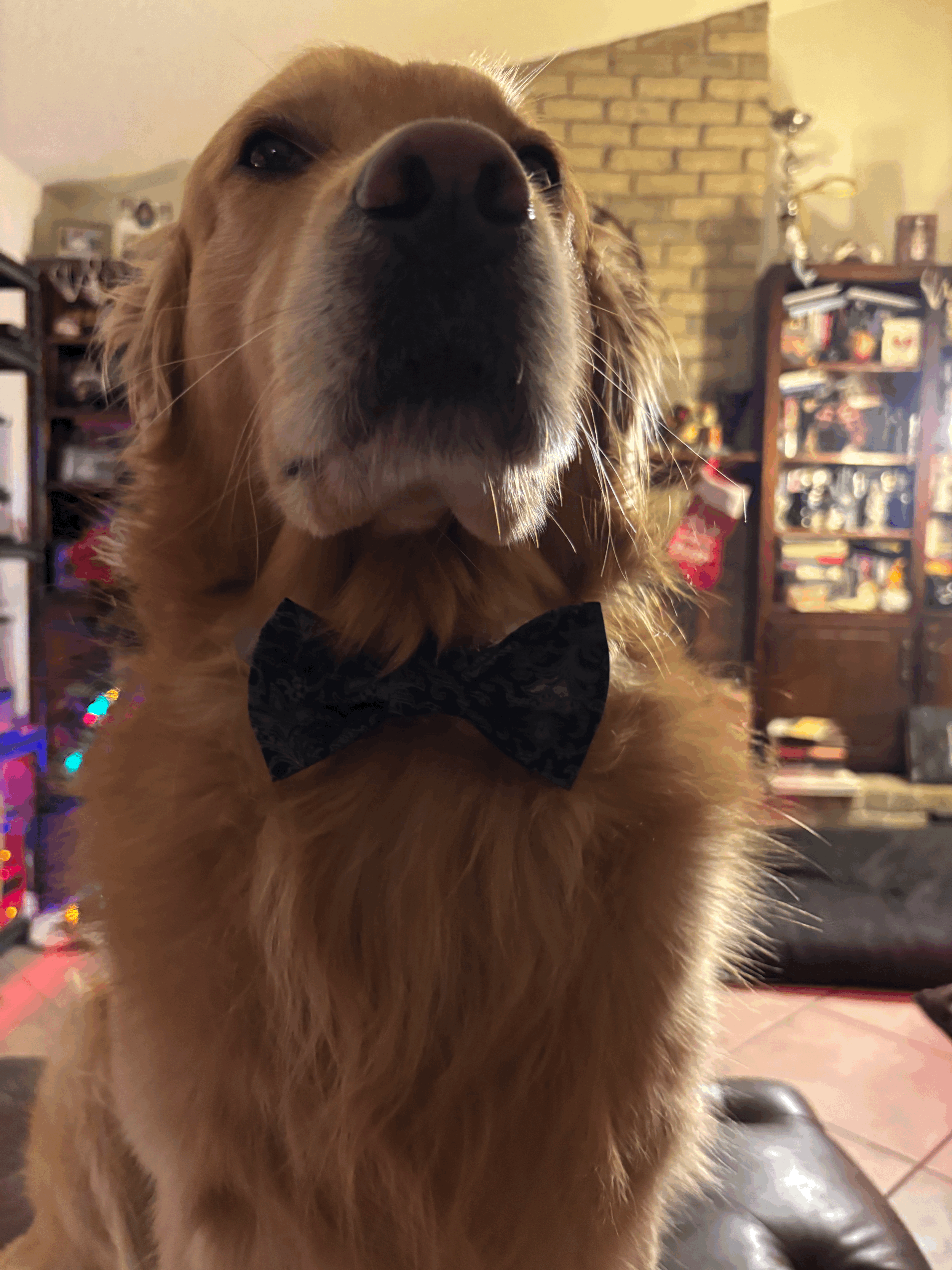 The Gentleman Paw Tie
