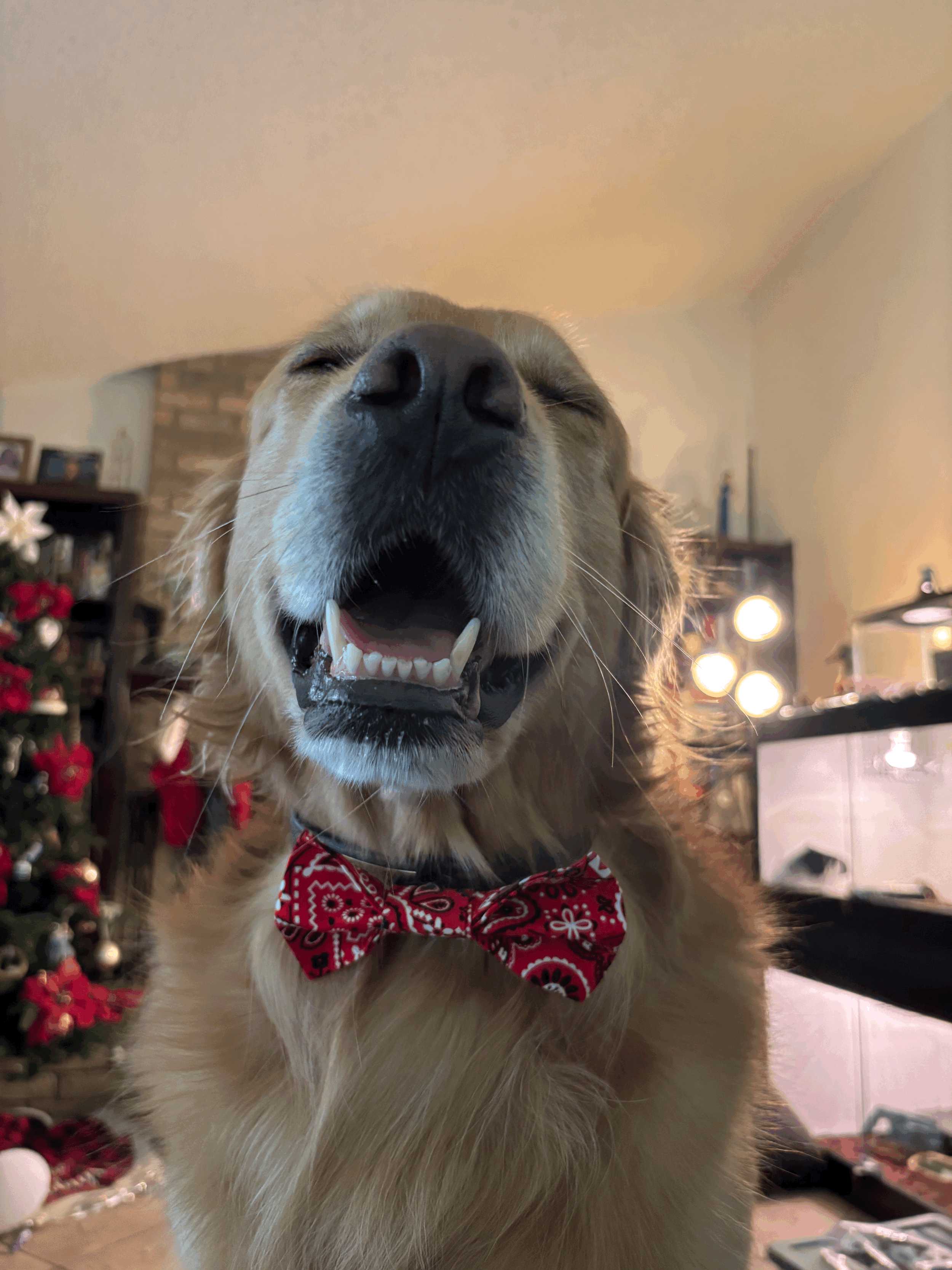 The Paisley Paw Tie