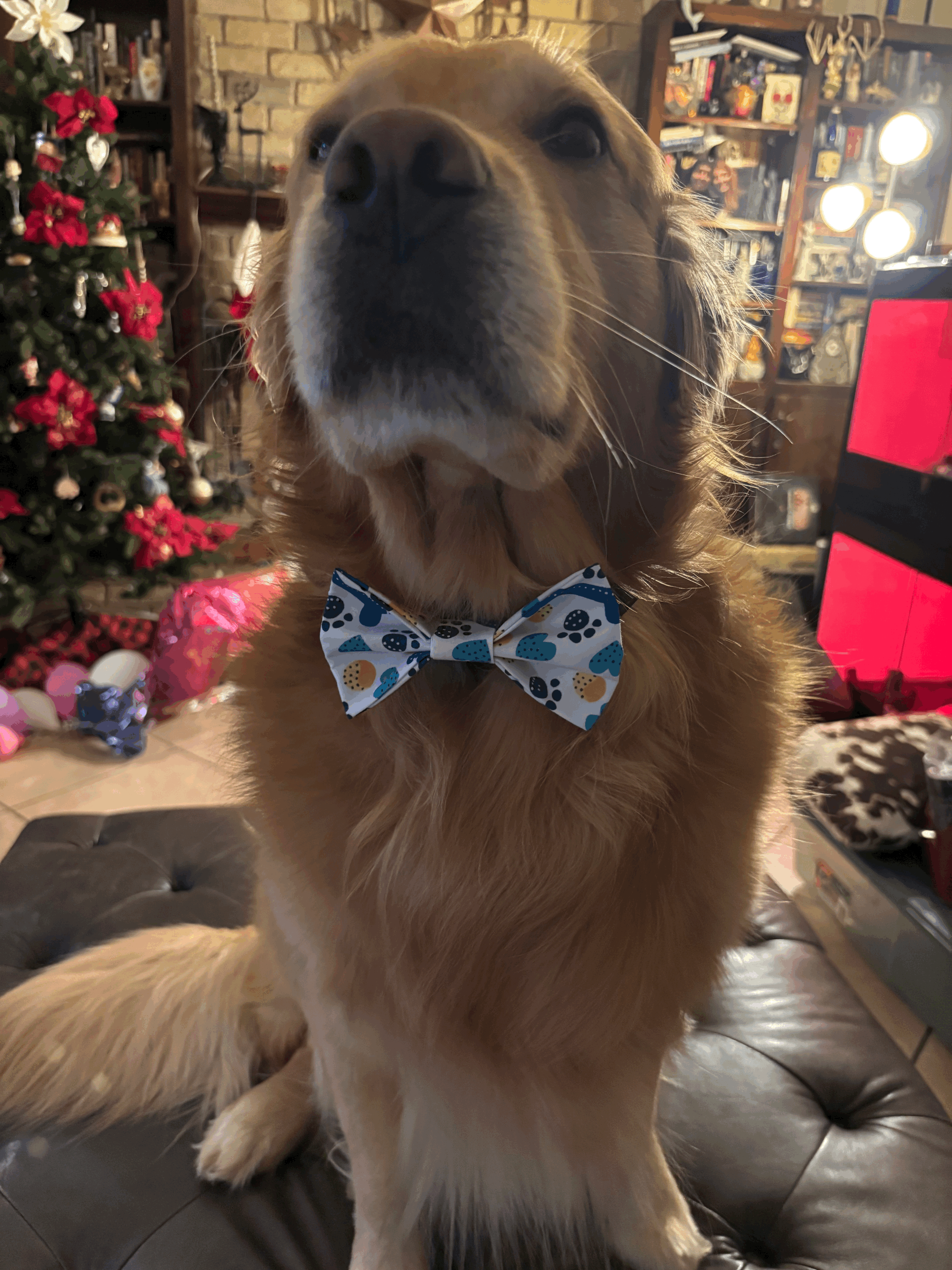 The Original Paw Tie