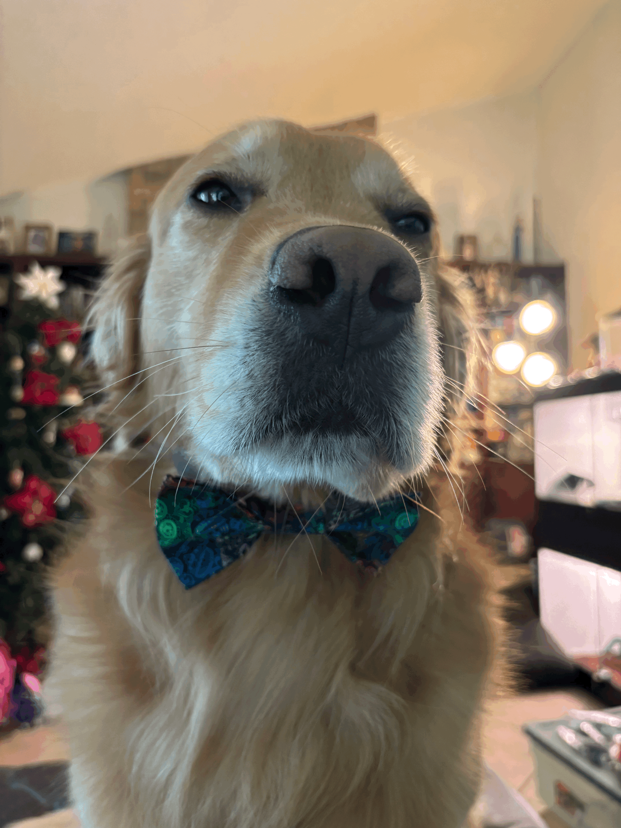 The Prisma Skulls Paw Tie