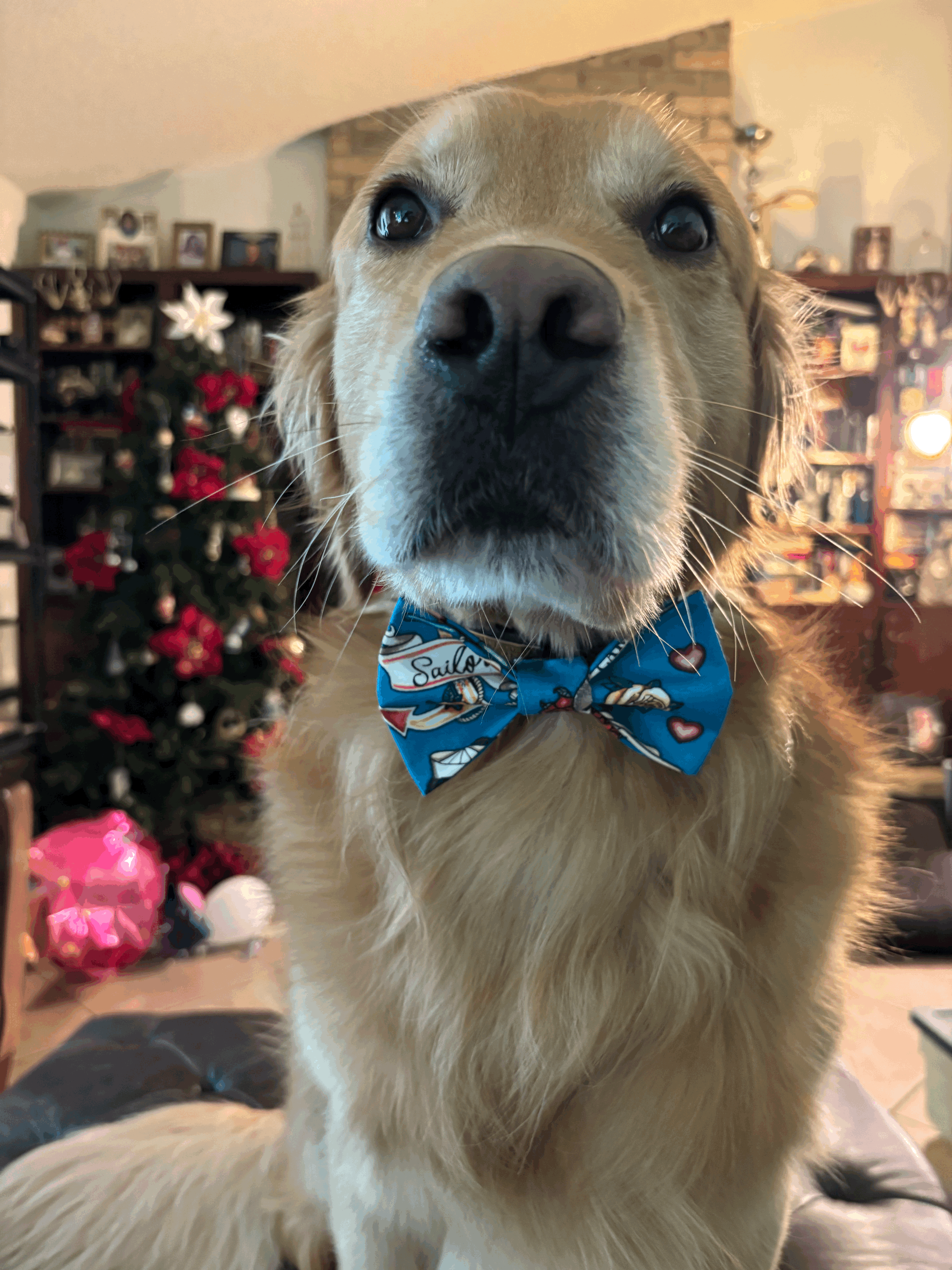 The Sailor Paw Tie