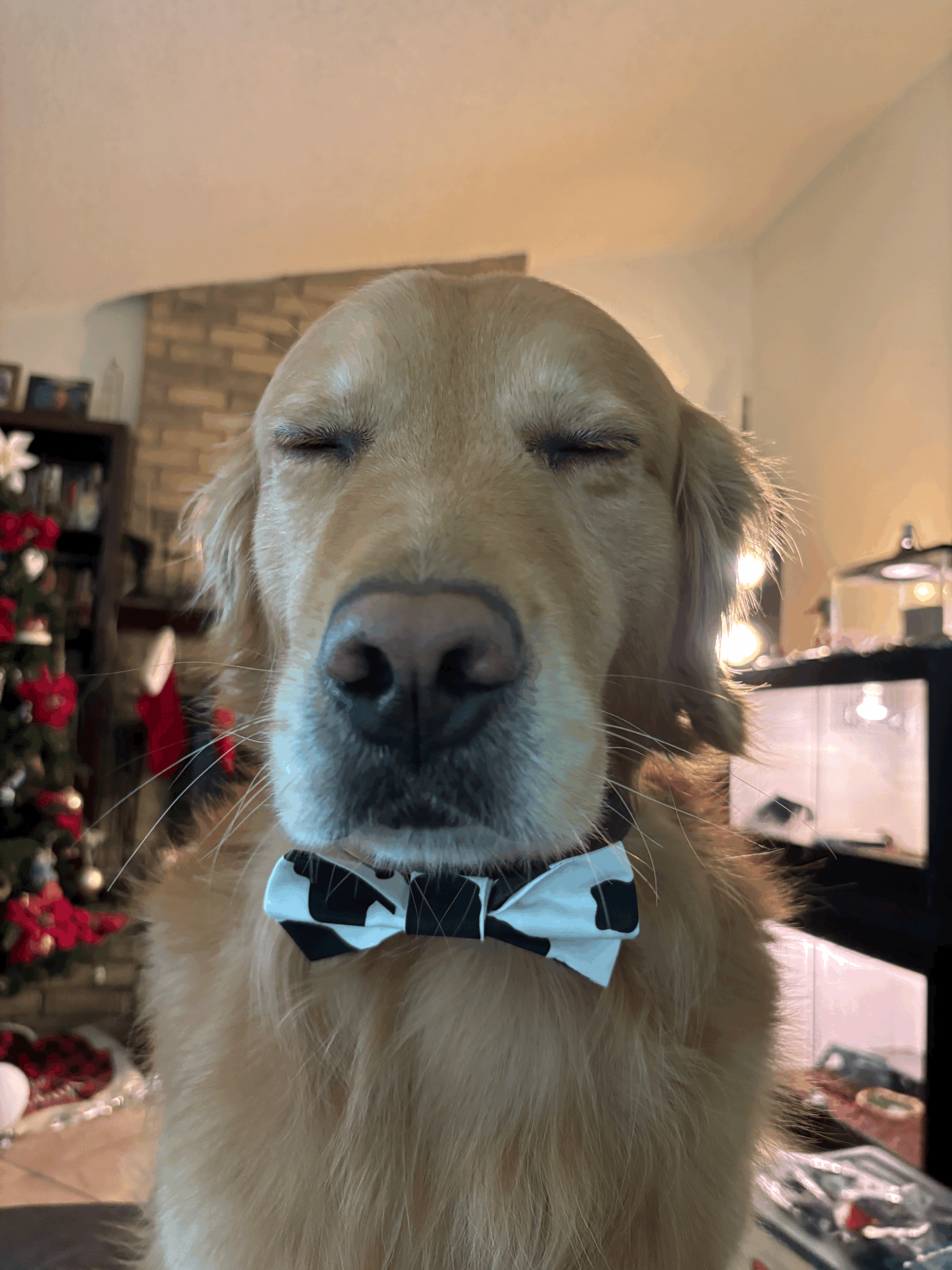 The Cow Paw Tie