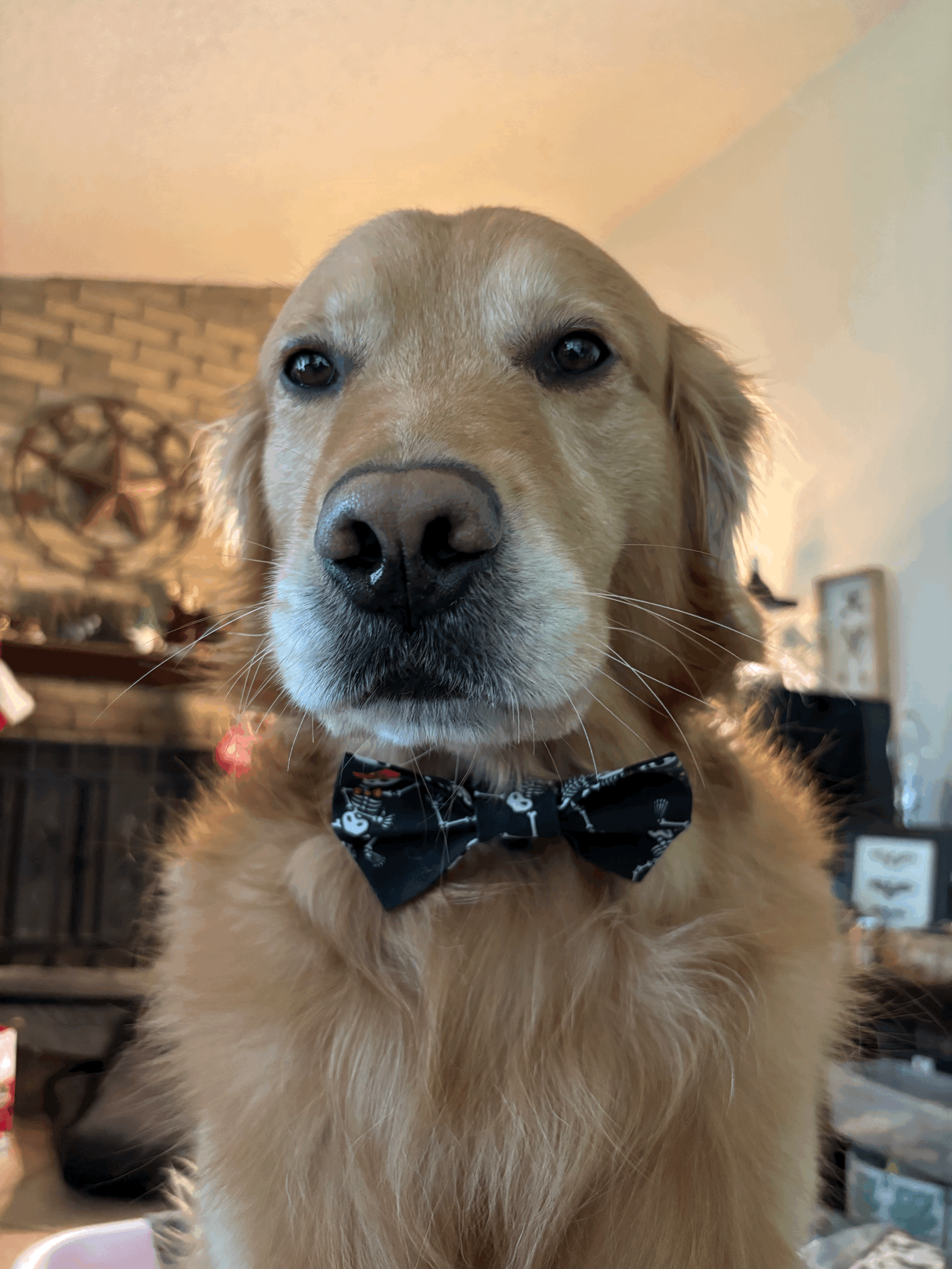 The Spooky Paw Tie