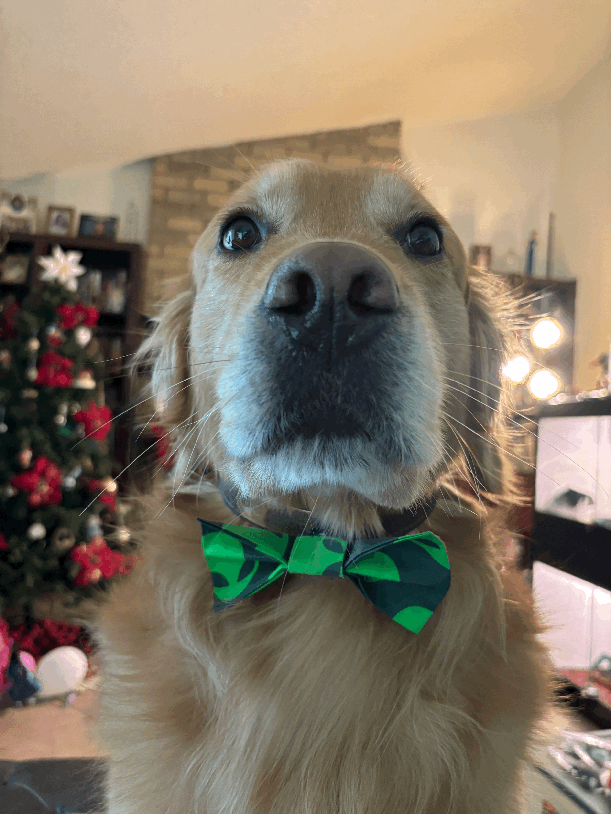 The Alien Paw Tie