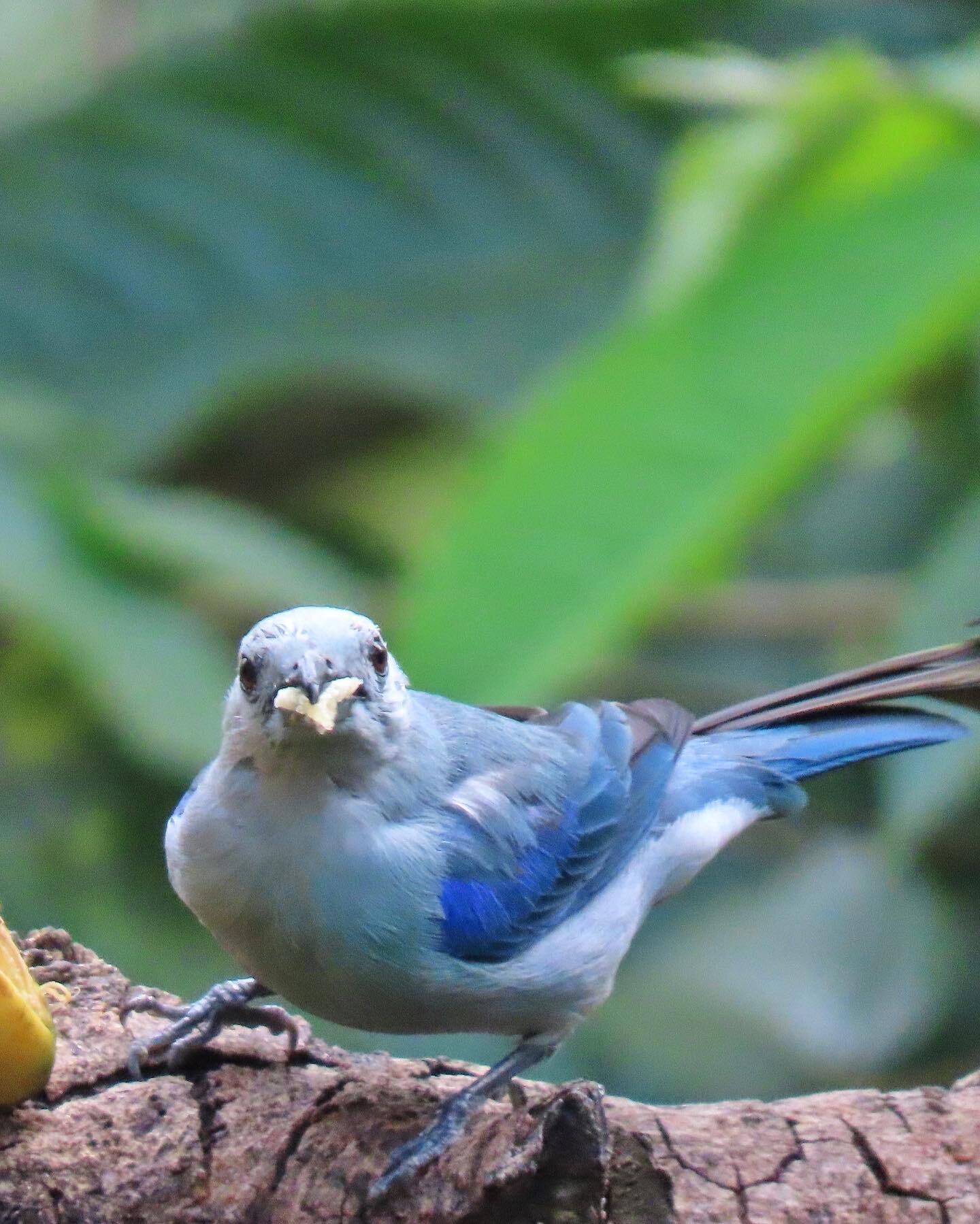 Aarrrgh!! I just realized that insta cropped the photos 😲😩 &hellip;. Here is the list of the birds:
1 - Blue-grey Tanager 
2- Flame-rumped Tanager
3- Streaked Saltator
4- Scrub Tanager 
5- Steely-vented Hummingbird 
6- Summer Tanager 
7- White-line