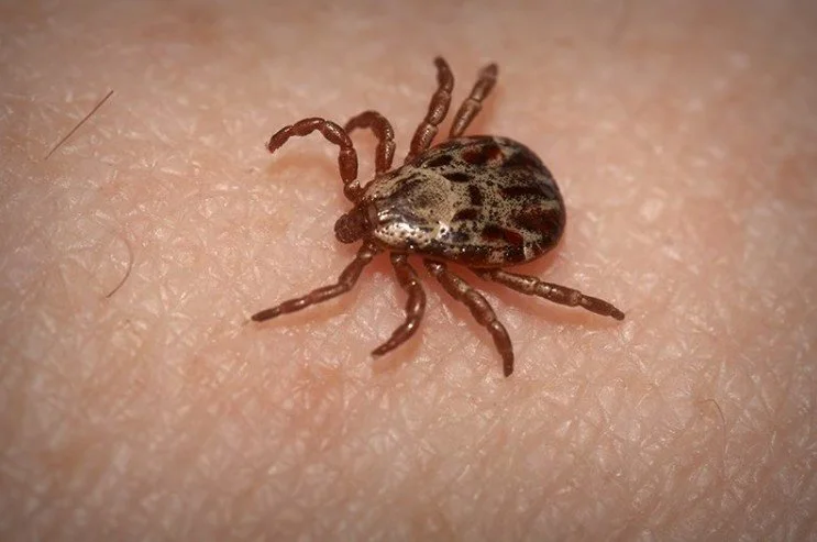 Tick Bite Protocol