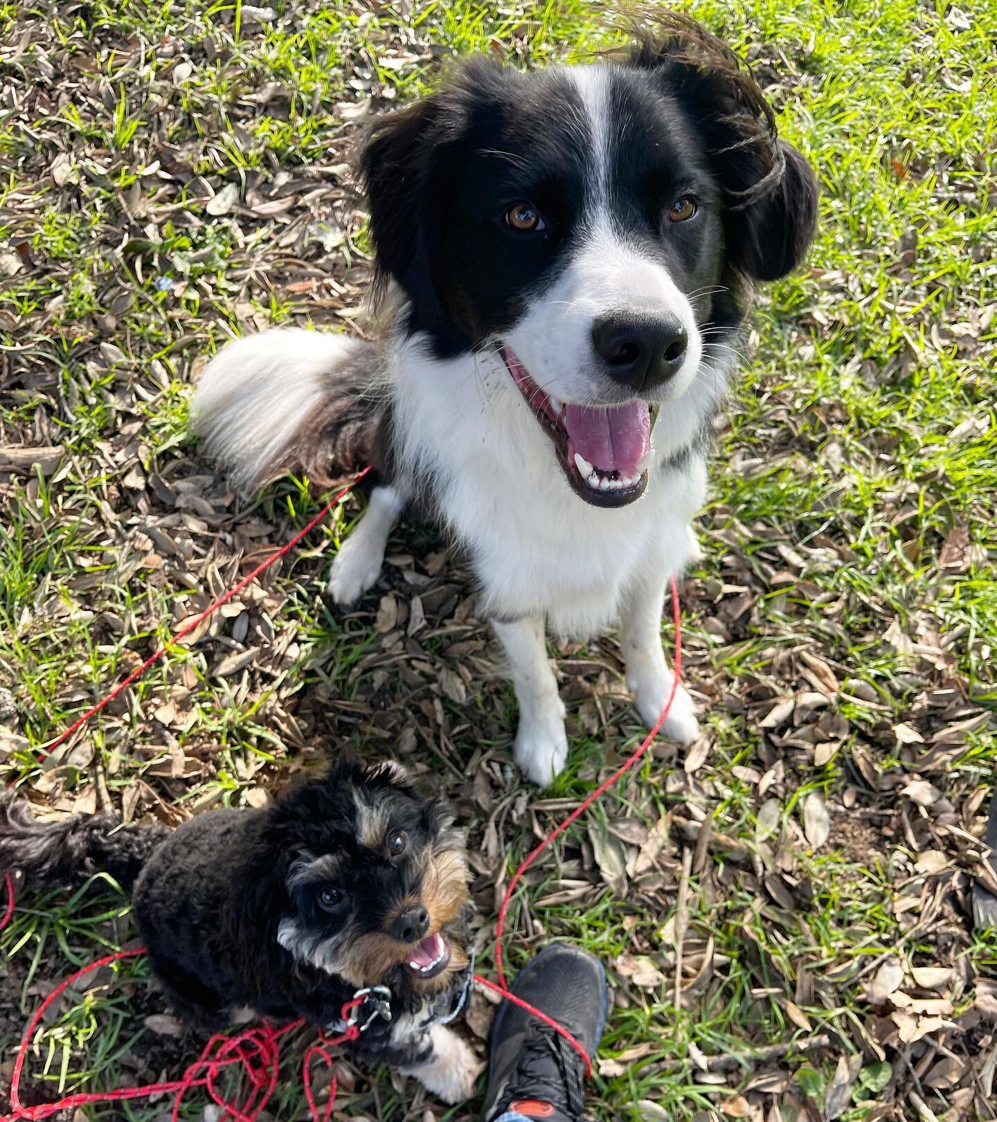 ✨BENTLEY✨ Follow up with young Bentley after completing our adolescent course together. Love seeing the improvements in his recall and leash walking!  Long lines are essential for proofing recall, an invaluable tool - even when they get tangled aroun