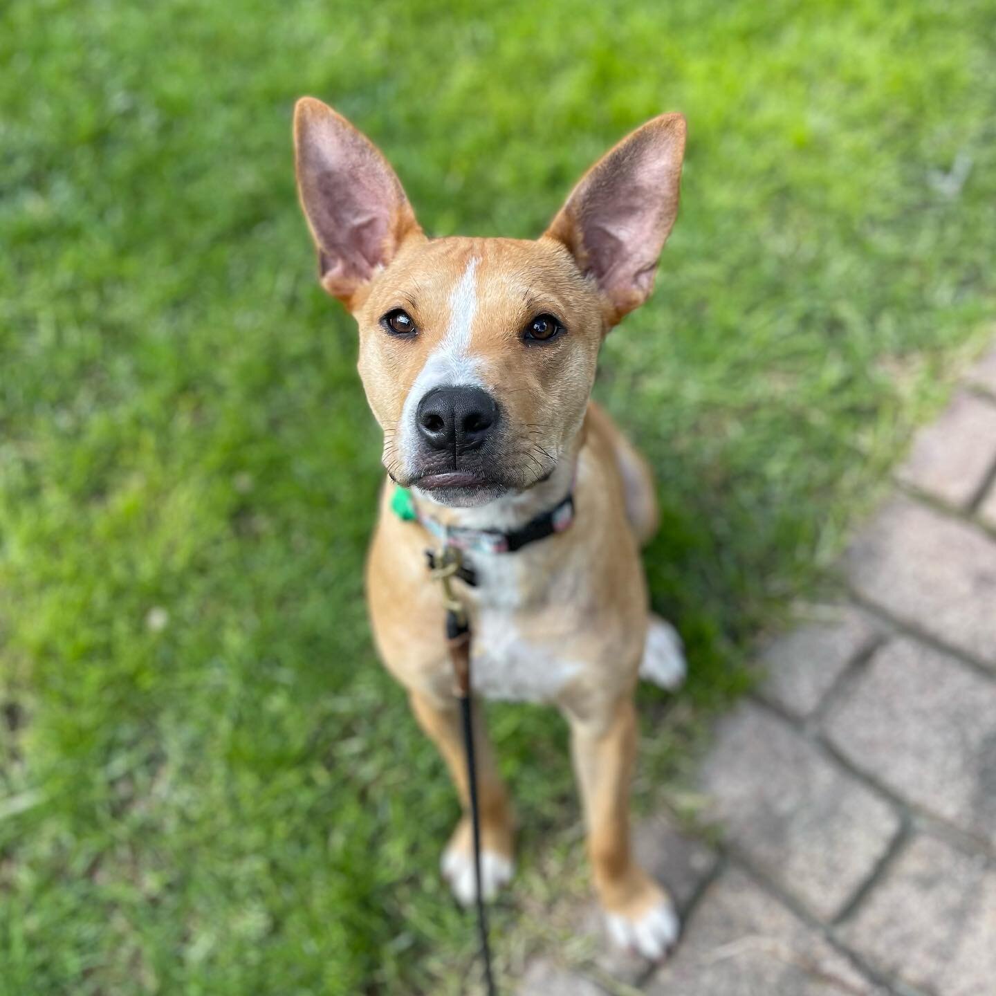 ✨LUNA✨ Check those ears!! Sweetest pup Luna has been recently adopted and settling into her new family well. We wanted to work on some basic obedience areas to make home life easier and make sure she&rsquo;s using those big ears by listening and resp