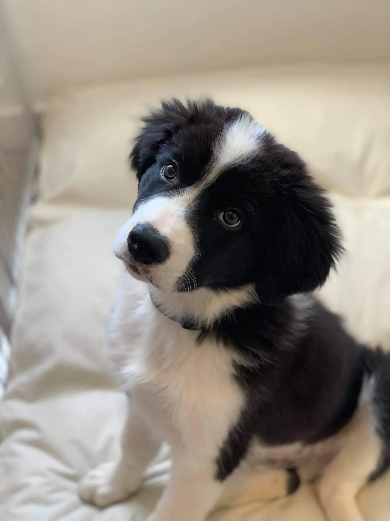 Puppy Training in Auckland – Start Smart With Training With Mady