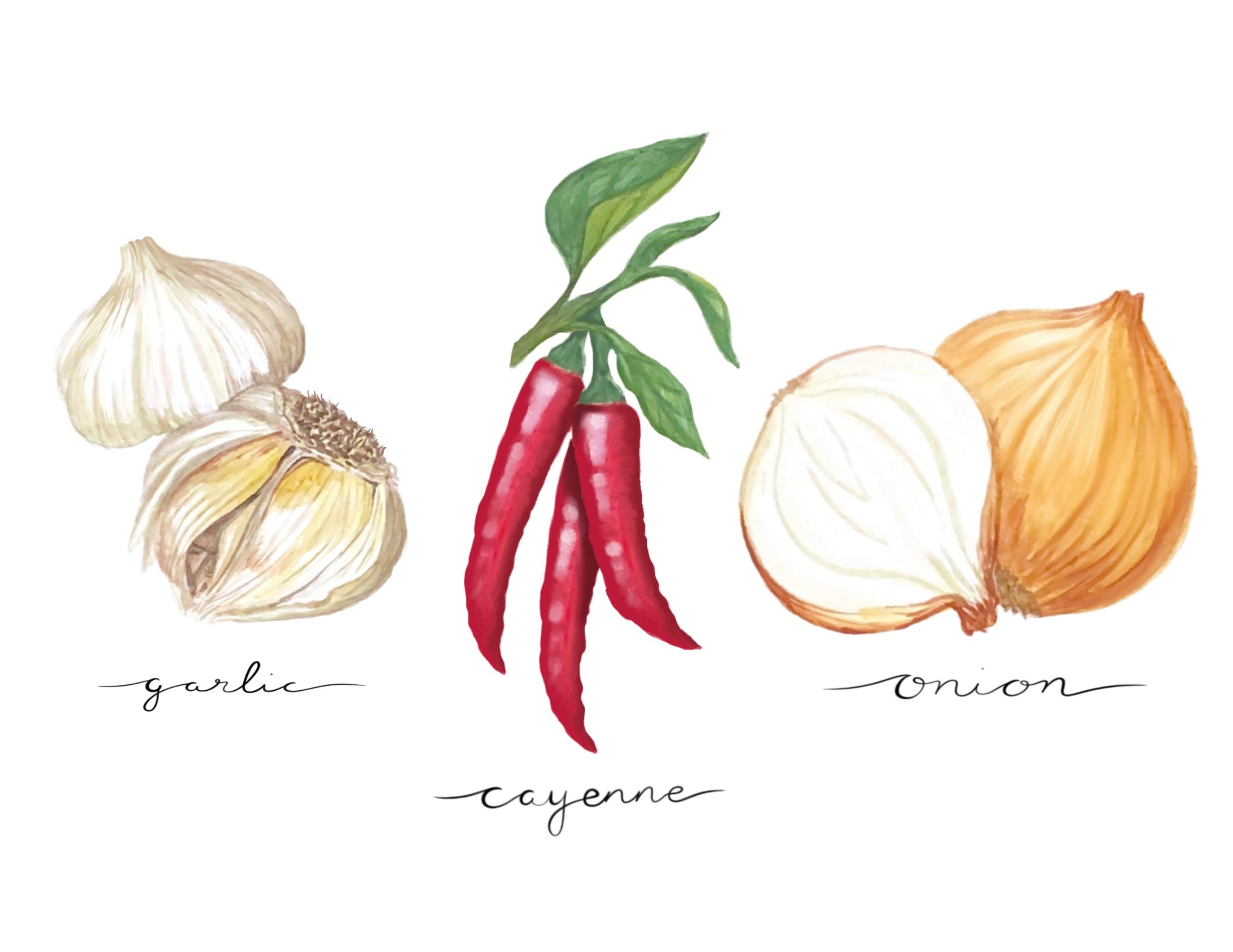 Garlic - Cayenne - Onion Print