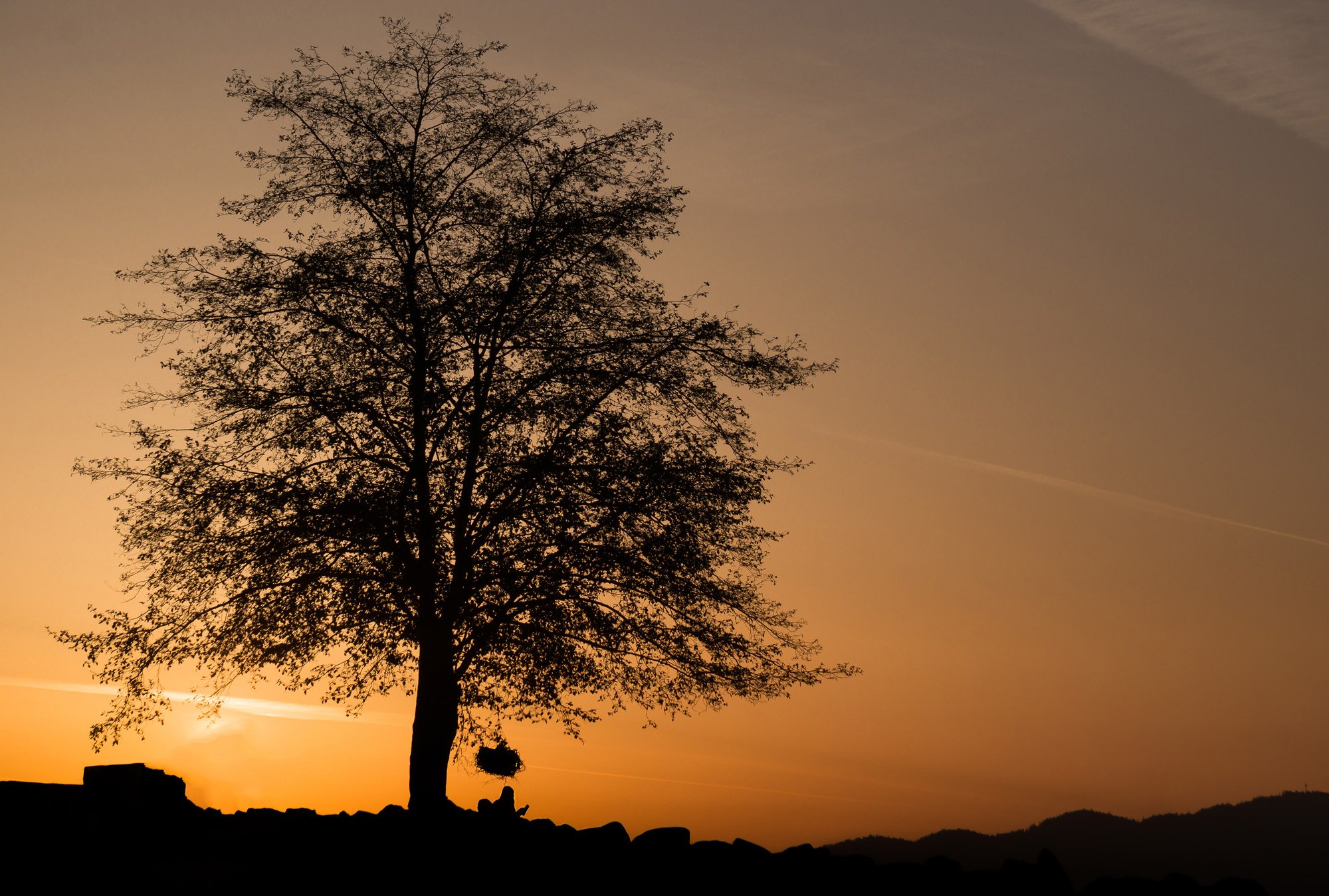 sunset tree re edit-Recovered.jpg