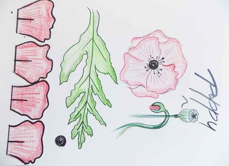 Sketches of poppy petals and leaves