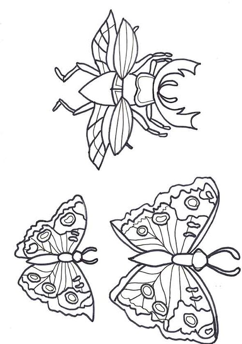 Beetles-&-Butterflies.jpg