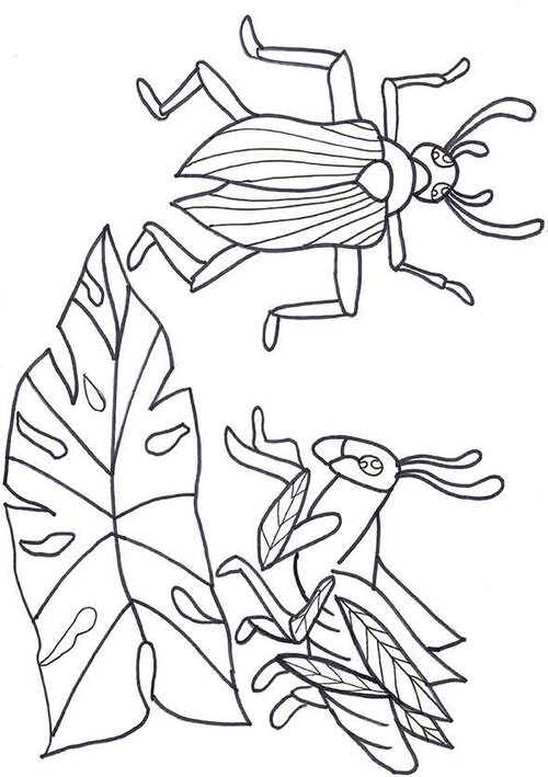 Bugs-&-Beetles.jpg