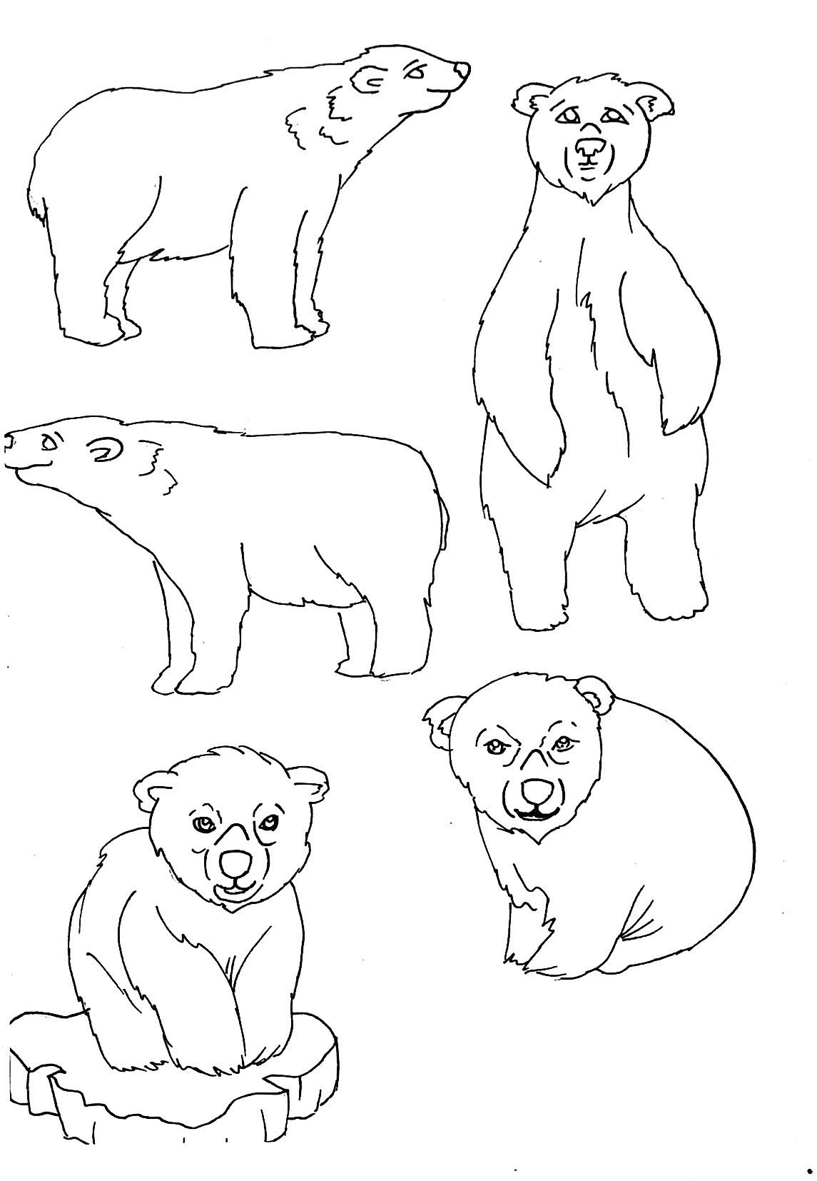 Illustration - Polar Bears