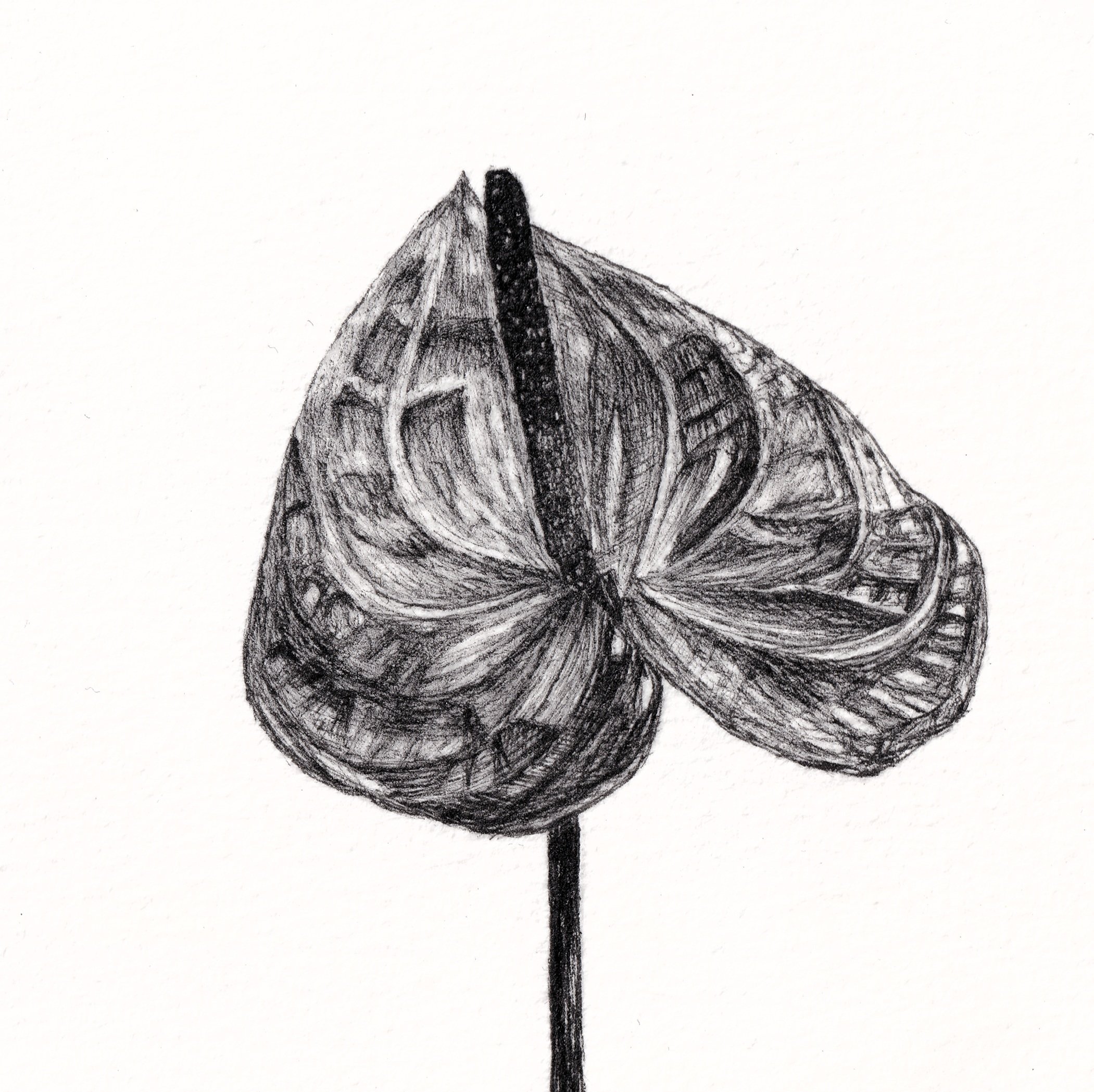 Anthurium - NFS