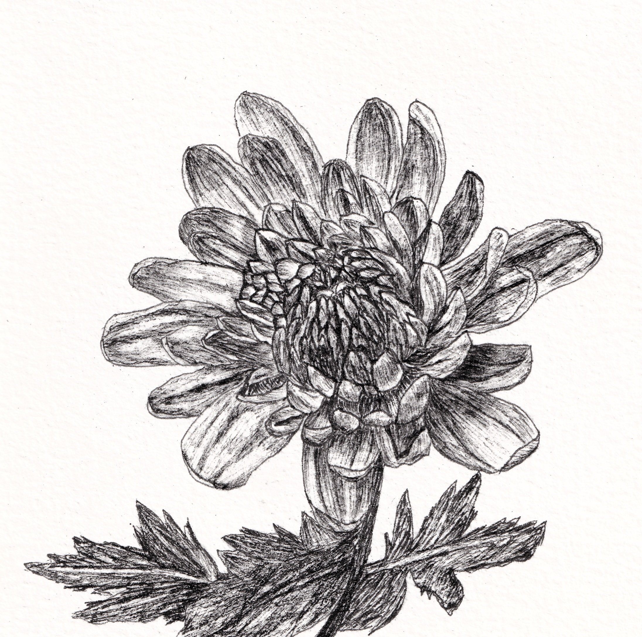 Chrysanthemum - NFS