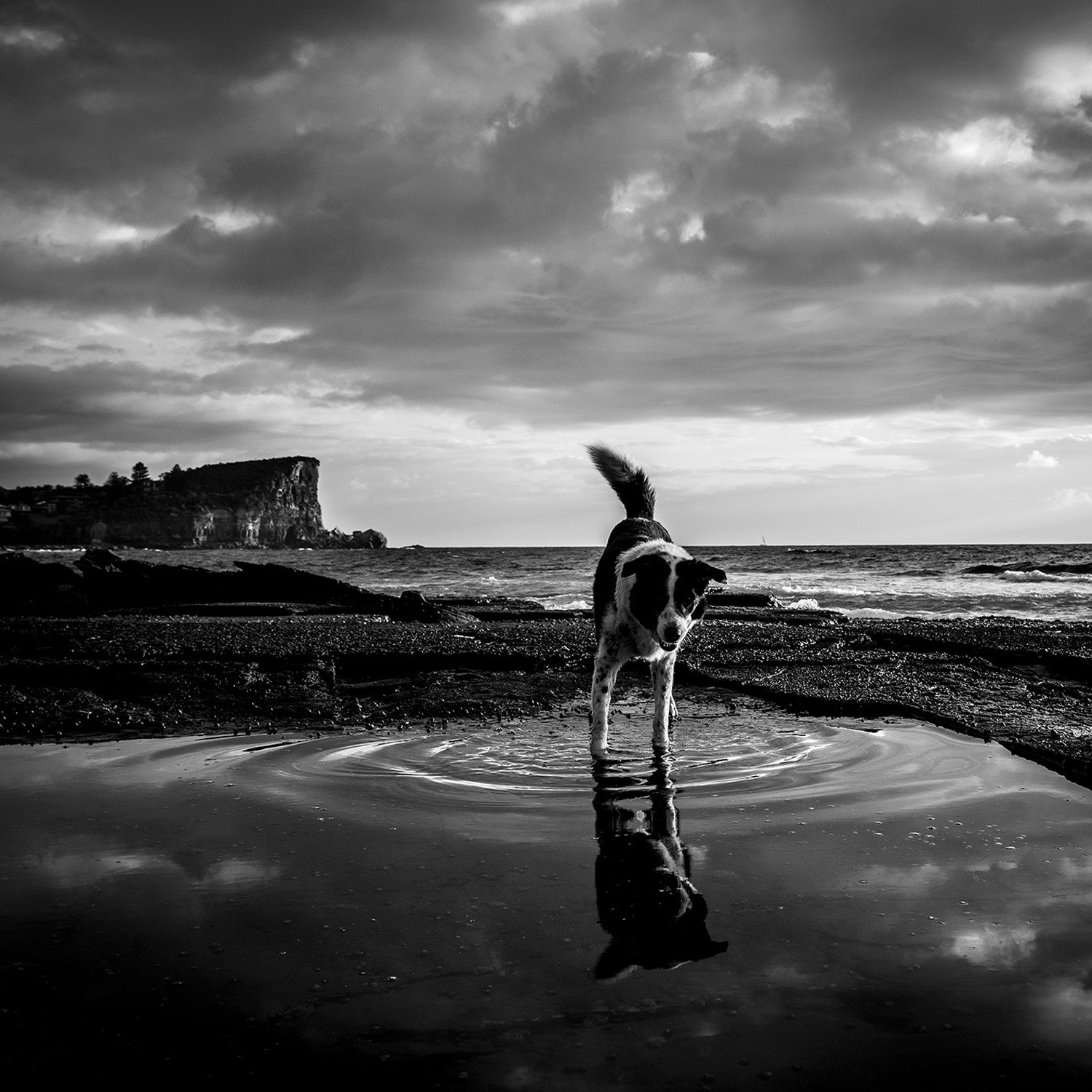 Reflection Avalon Beach.jpg