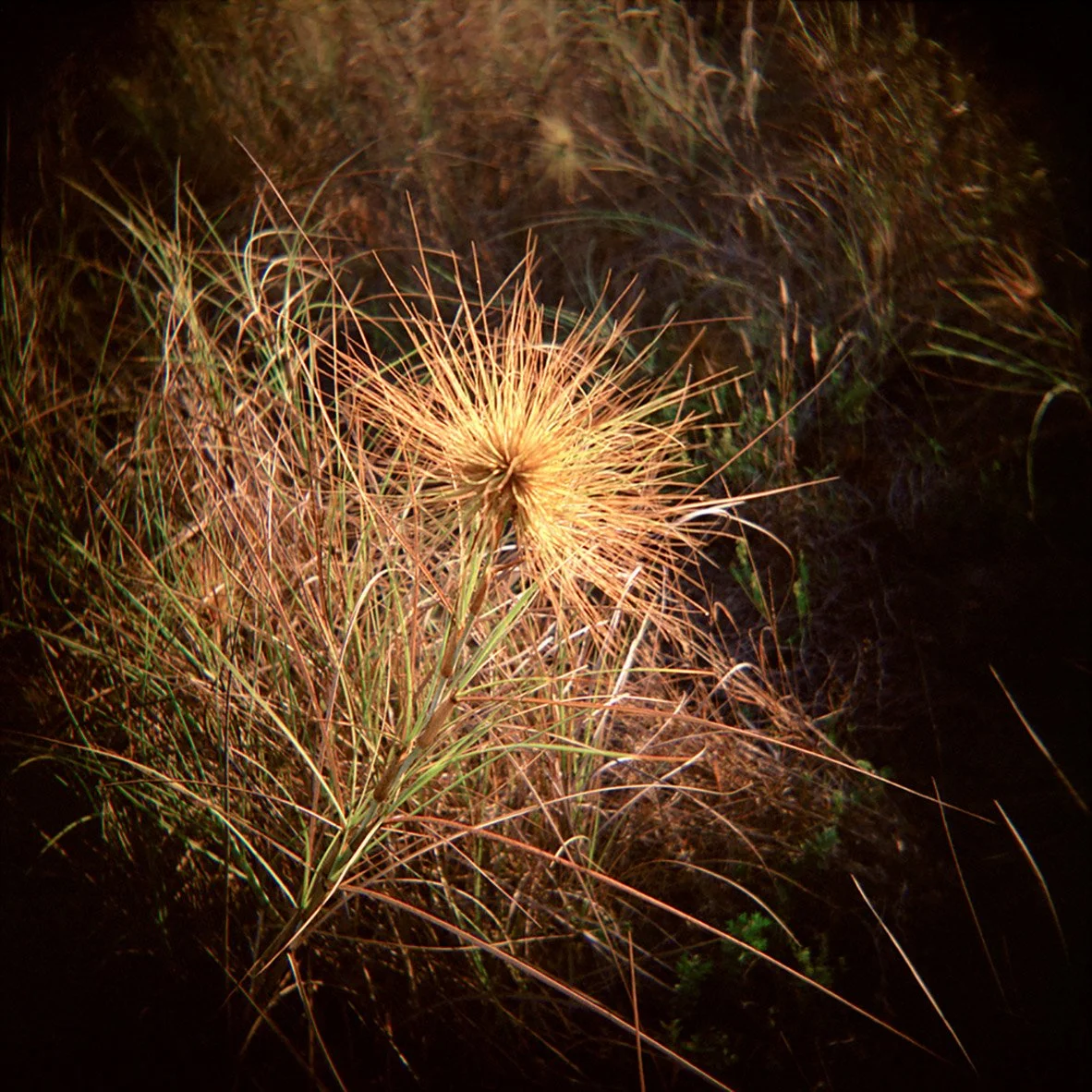 Spinifex dew.jpg