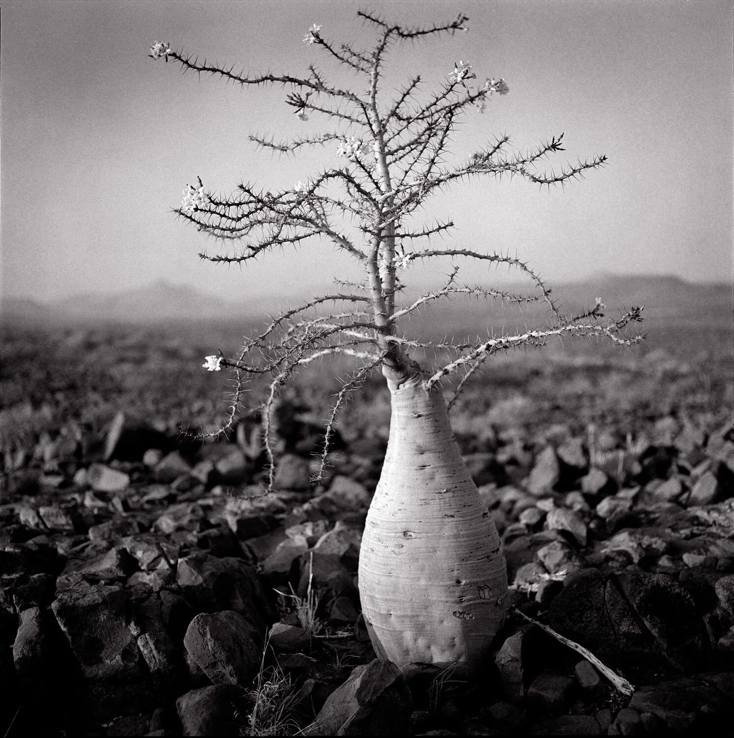 bottle tree.jpg