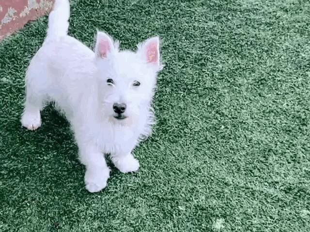 West Highland Terriers