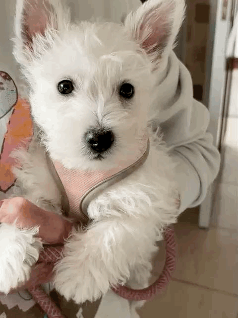 West Highland Terrier