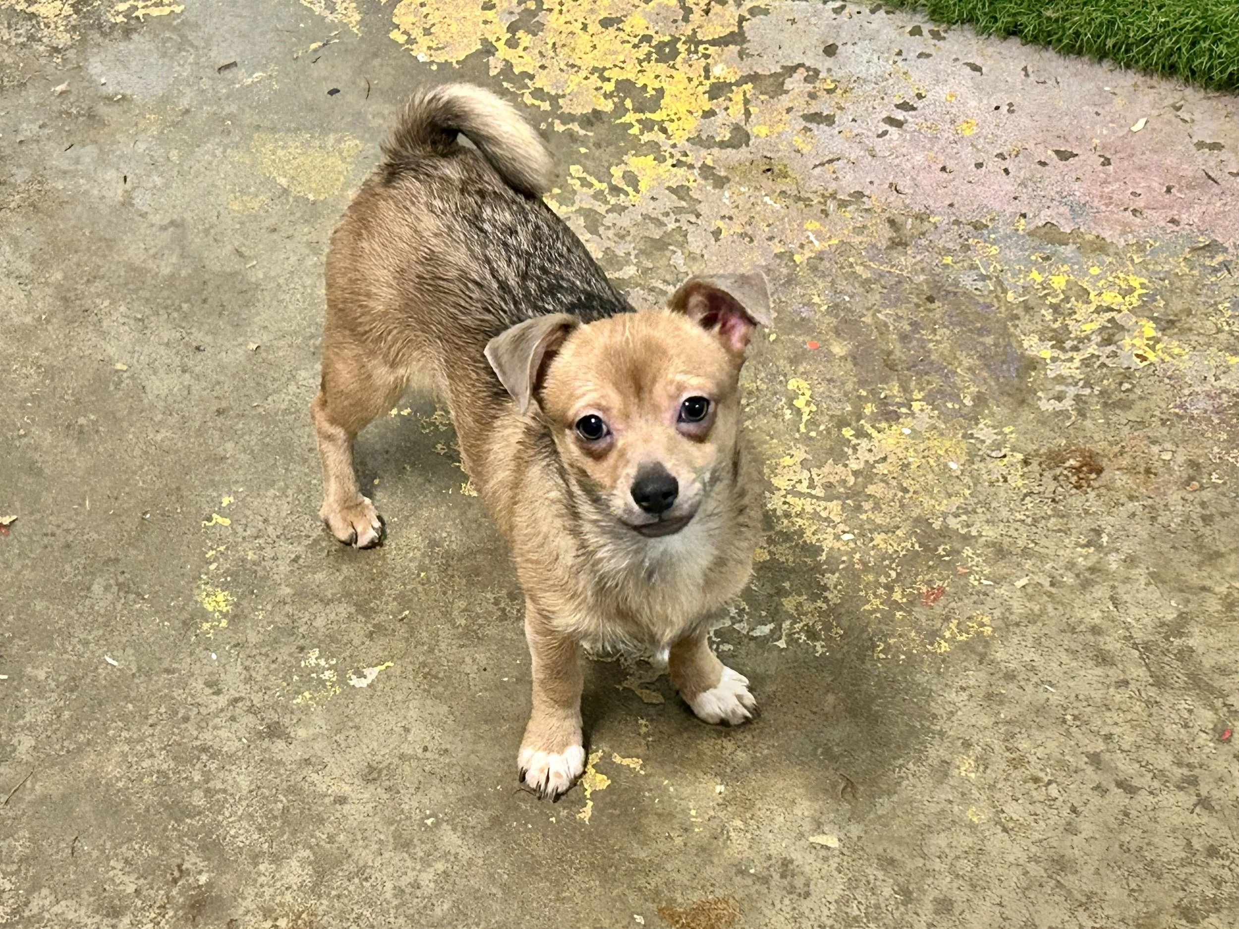 Chihuahua