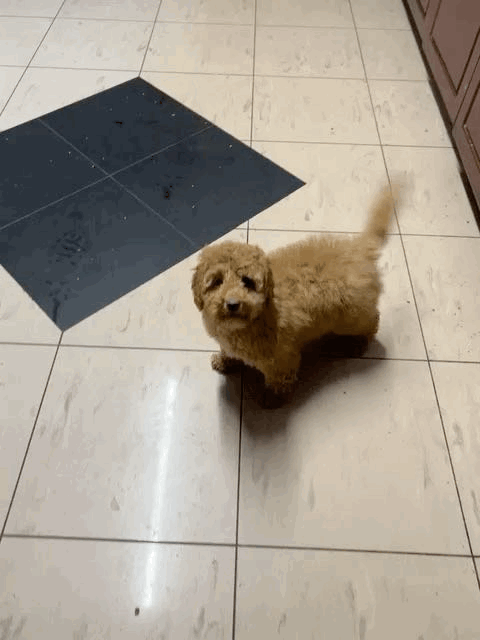 Cavapoo
