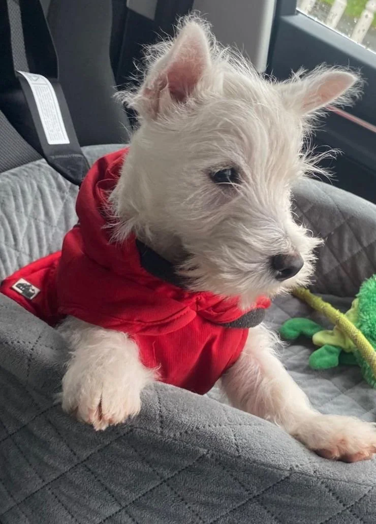 West Highland Terriers