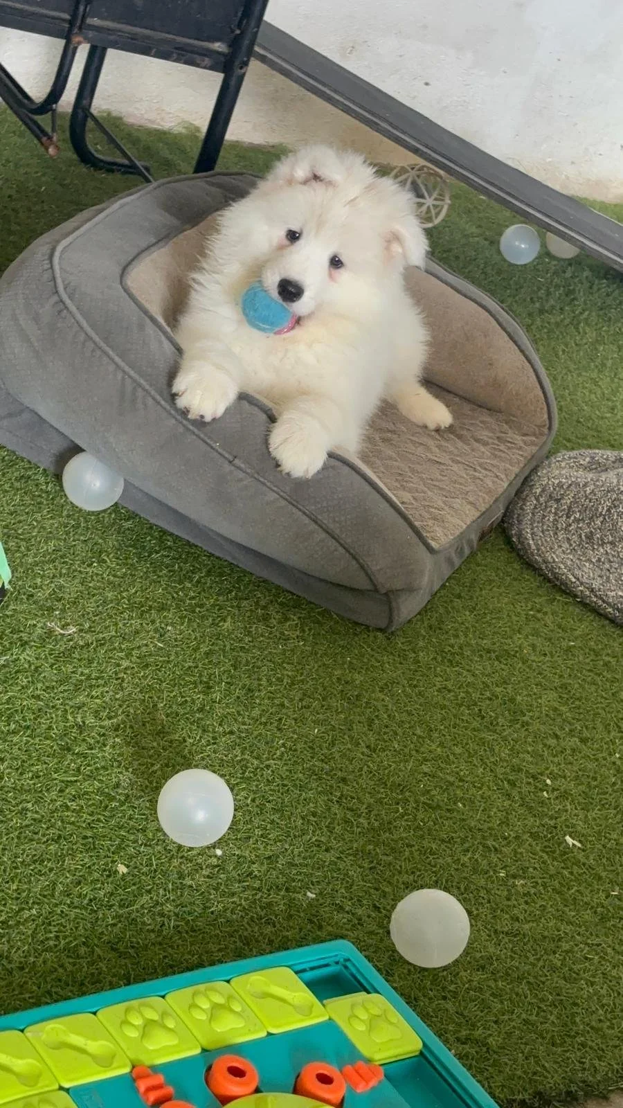 Samoyed