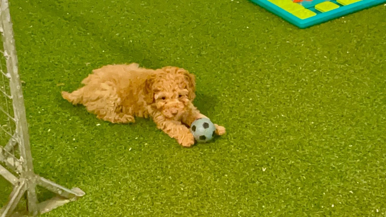 Cavapoo