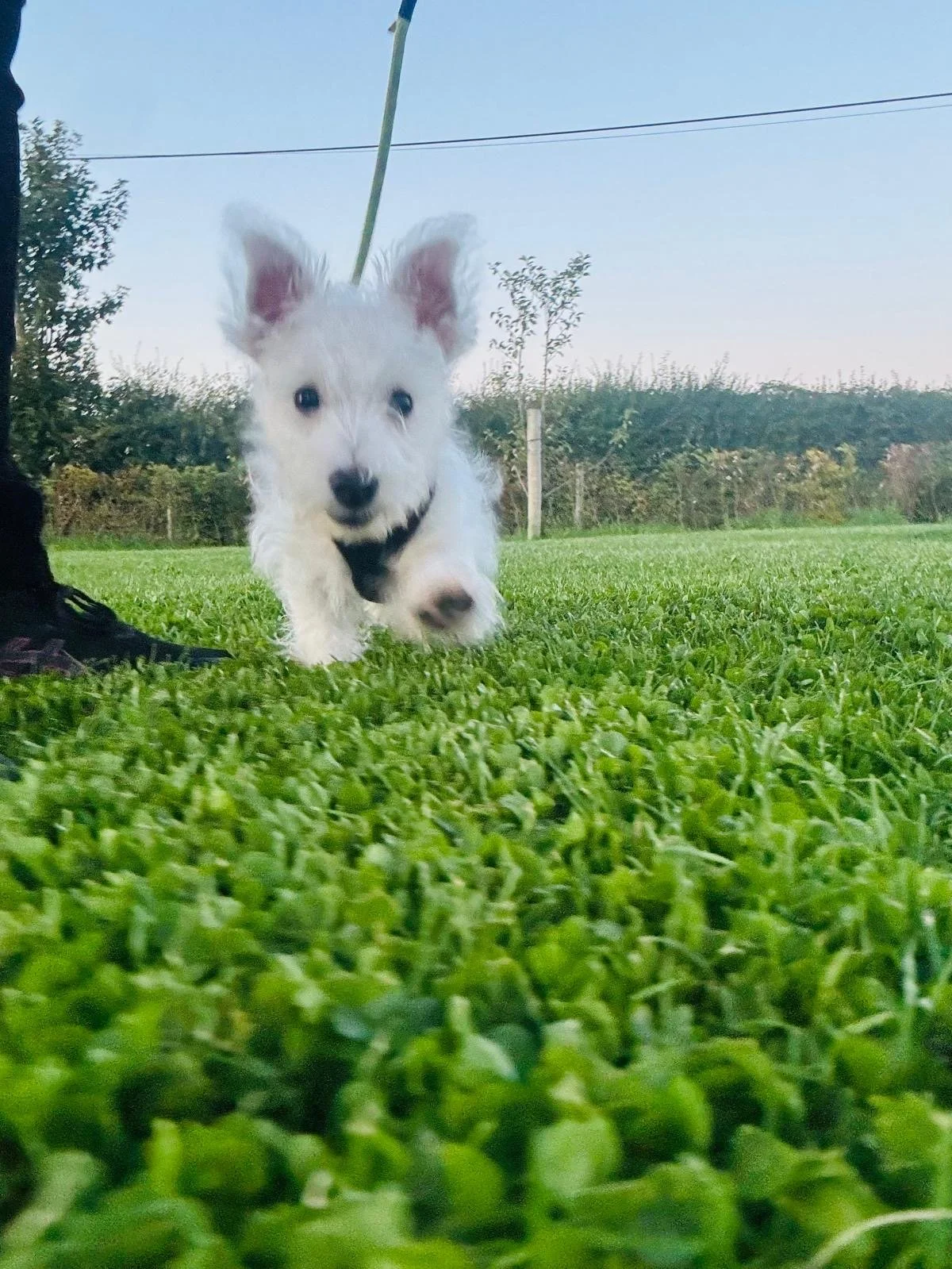 West Highland Terrier