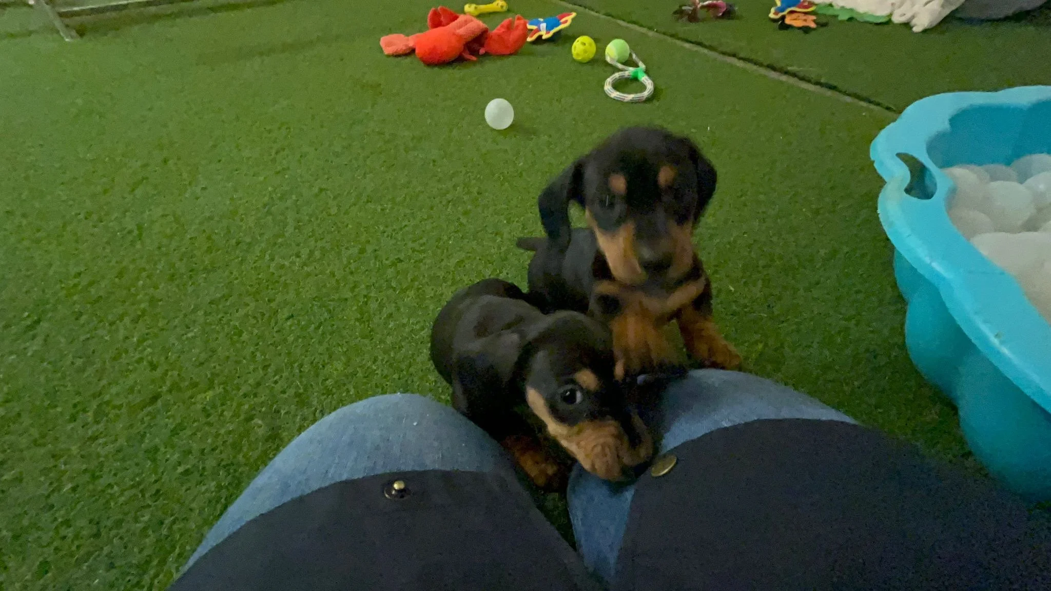 Minature Dachshund