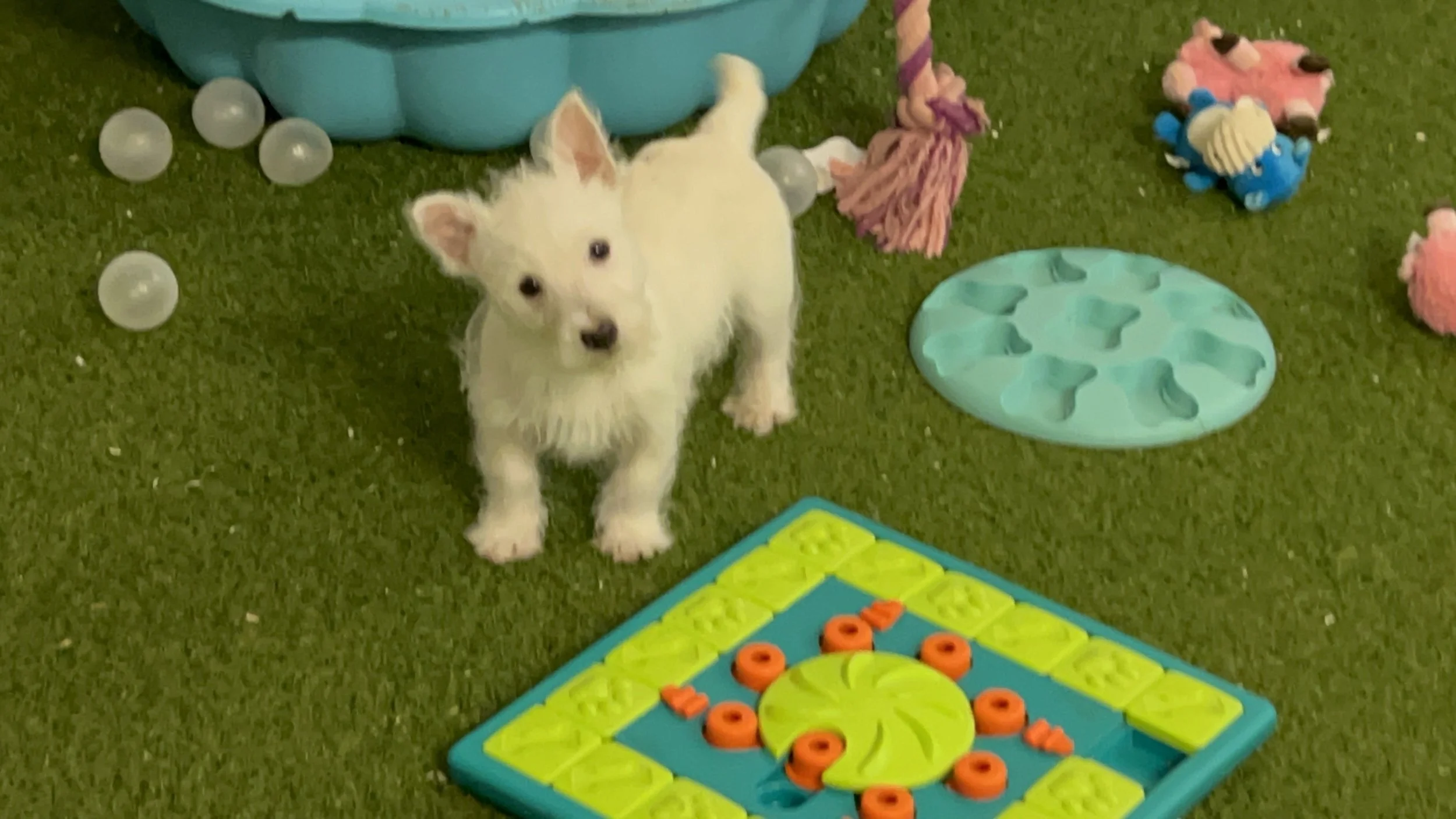 West Highland Terriers