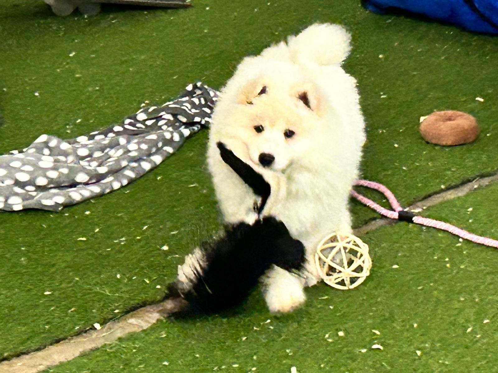 Samoyed